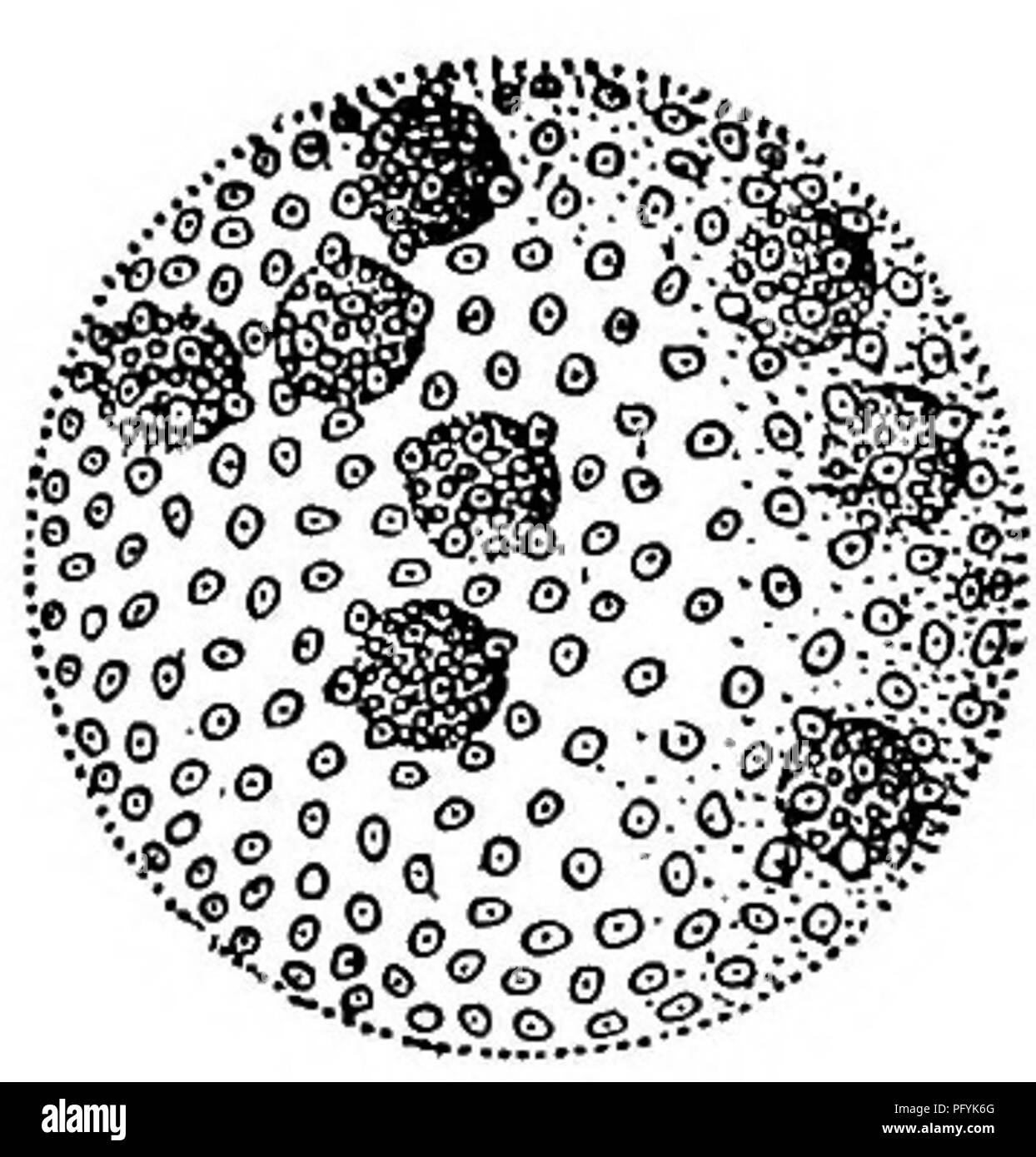 Protozoa Division Collection As Single Cell Eukaryote Biological Outline  Set Stock Vector - Illustration of magnification, primary: 246724111