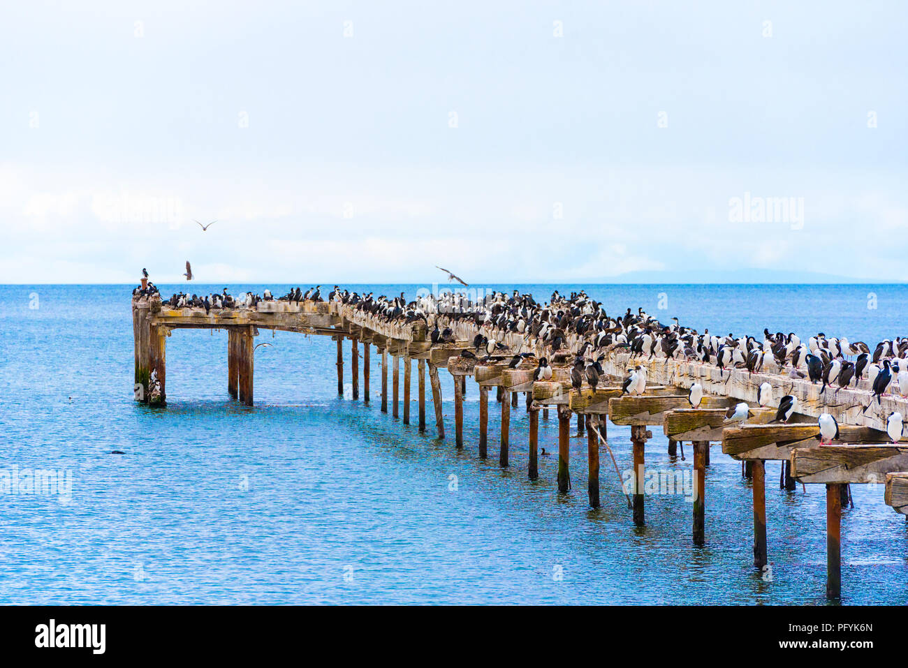Old wooden pier with a crowd of birds, Punta Arena, Chile. Copy space for text Stock Photo