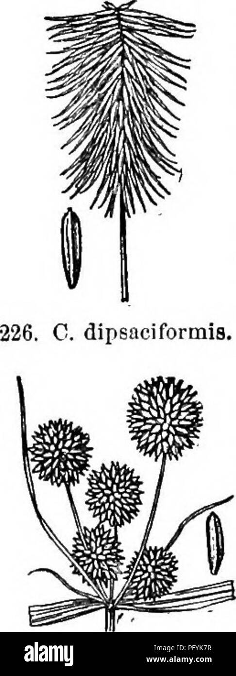 . Gray's new manual of botany. A handbook of the flowering plants and ferns of the central and northeastern United States and adjacent Canada. Botany. 224. 0. lancastriensis. 225. C. hy8tricinu.s. short-cylindric or obovoid close heads, soon reflexed, 0.8-. 1.5 cm. long, of 3-6 narrow scales, the upper and lower empty, nearly twice the length of the linear-oblong acheue. — Kich soil, N. J. and Pa. to Ga. Fig. 224. 25. C. hystricinus Fernald. Slender; the smooth rigid culm 2-5 dm. high, much exceed- ing the stiff narrow (2-5 mm. broad) smooth leaves; umbel of 3-10 siQiple smooth rays, mostly sh Stock Photo