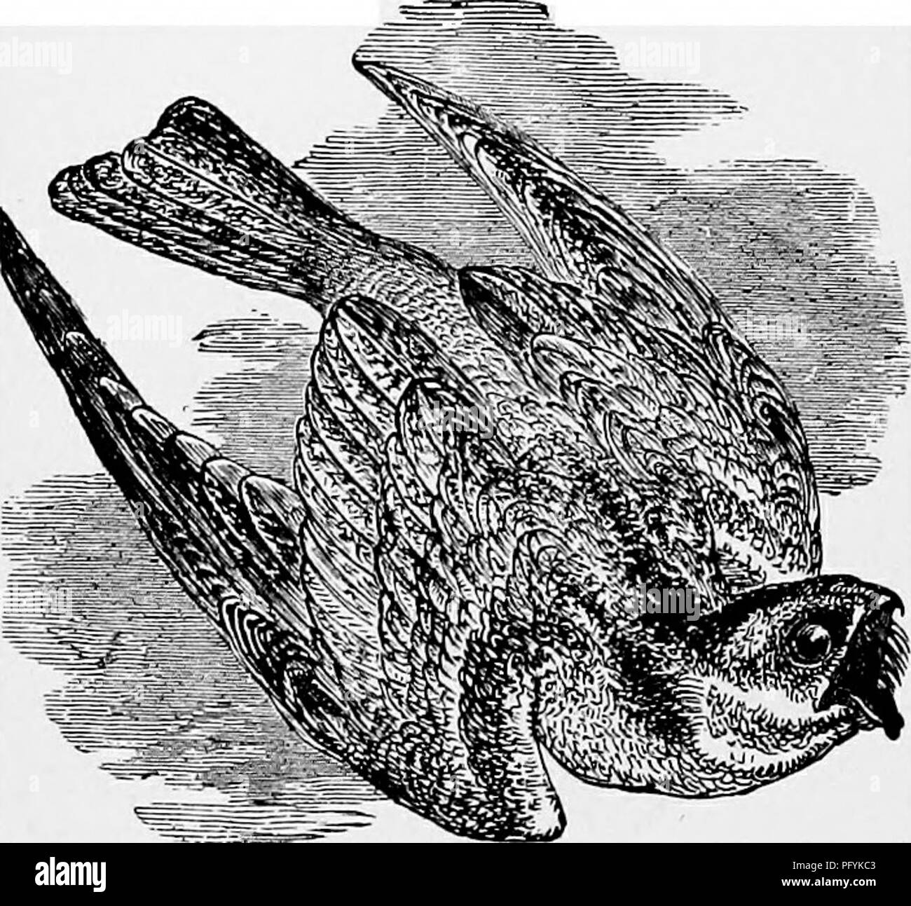 . The popular natural history . Zoology. 268 THE GOAT-SUCKER. catch the cockchafers, as they fly about during the night in search of their food, and does not leave us until it has done its best to eat every chafer that comes across its path. The Nightjar also feeds on moths of various kinds, and catches them by sweeping quickly and silently among the branches of the trees near which the moth tribes most love to congregate. While engaged in their sport, they will occasionally settle on a bank, a wall, a post, or other convenient perch, crouch downward until they bring their head almost on a lev Stock Photo