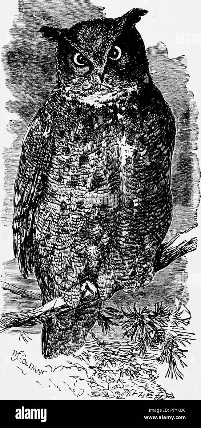 . The popular natural history . Zoology. THE VIRGINIAN EARED OWL. 963 and this strange society is said also to be augmented by a third member, namely, the rattlesnake. It is now, however, ascertained with tolerable accuracy that the rattlesnake is nothing but a very unwelcome intruder upon the marmot, and, as has been shown by the Hon. G. F. Berkeley's experi- ments, is liable to be attacked and destroyed by the legal owner of the burrow. If all had their rights, it would seem that the Owl is nearly as much an intruder as the snake, and that it only takes possession of the burrow excavated by  Stock Photo