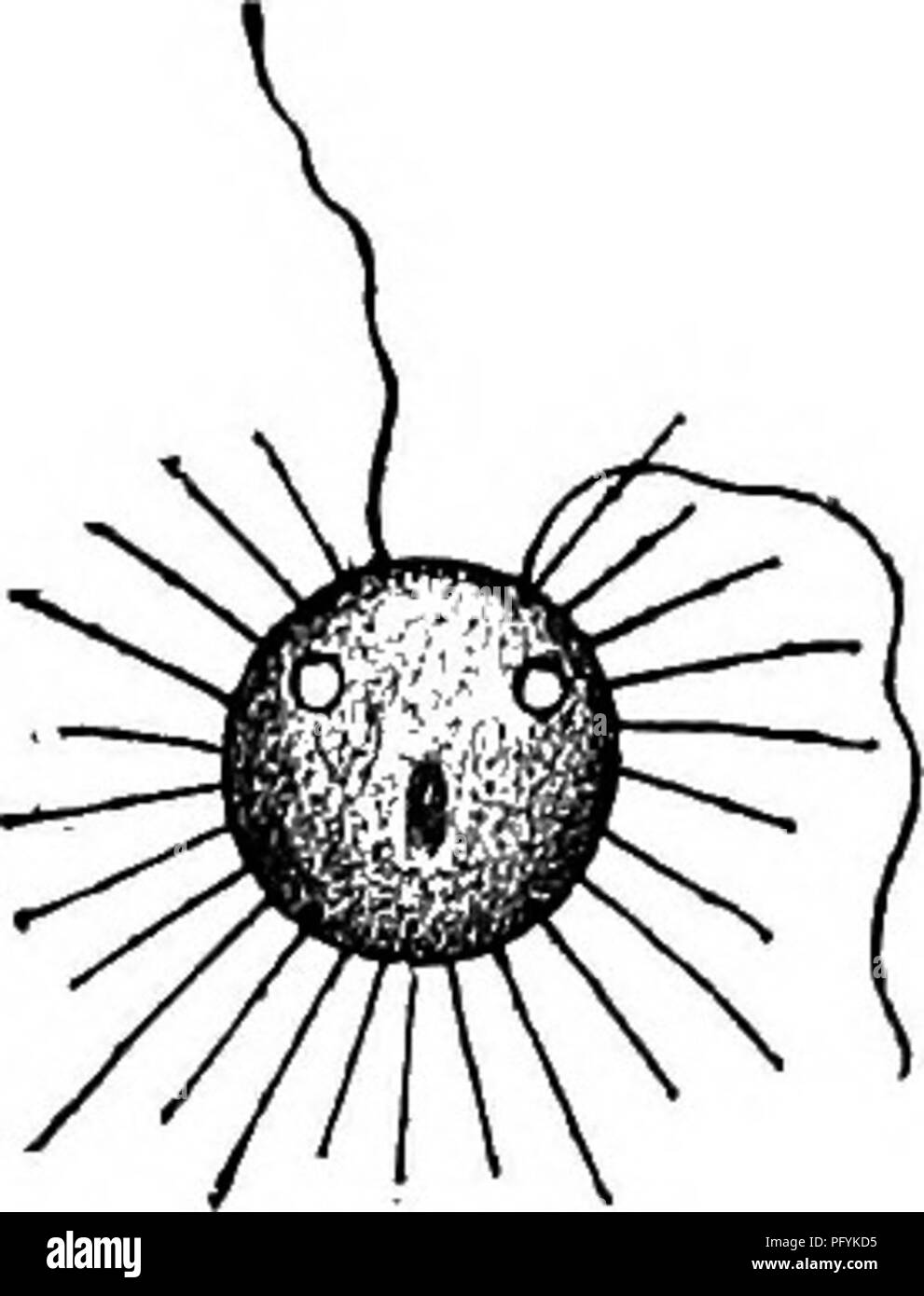 . Fresh-water biology. Freshwater biology. 244 FRESH-WATER BIOLOGY 10 (ii) Pseudopodia ray-like with swellings along their course.   Flagella directed forward . Acinetactis Stokes. Representative species Acinetactis mirabilis Stokes 1886.. Body subspherical, soft, and plastic. Short, lobate pseudopodia often in addition to capitate rays. Flagella subequal arising at some distance from each other. Nucleus central; contractile vacu- oles two. Diameter about 12 )i. Stagnant pond water. Fig. 364. Acinetactis mirabilis. X 700. (After Stokes.) 11(10) Pseudopodia lobe-Uke. Flagella two, one trailing. Stock Photo