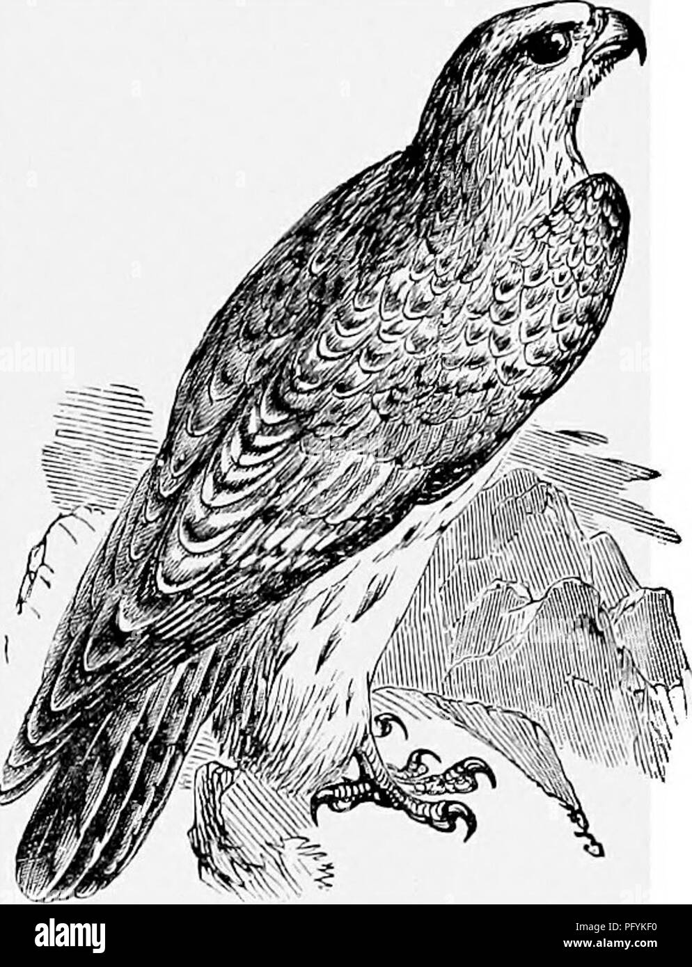 The Popular Natural History Zoology The Jer Falcon 249