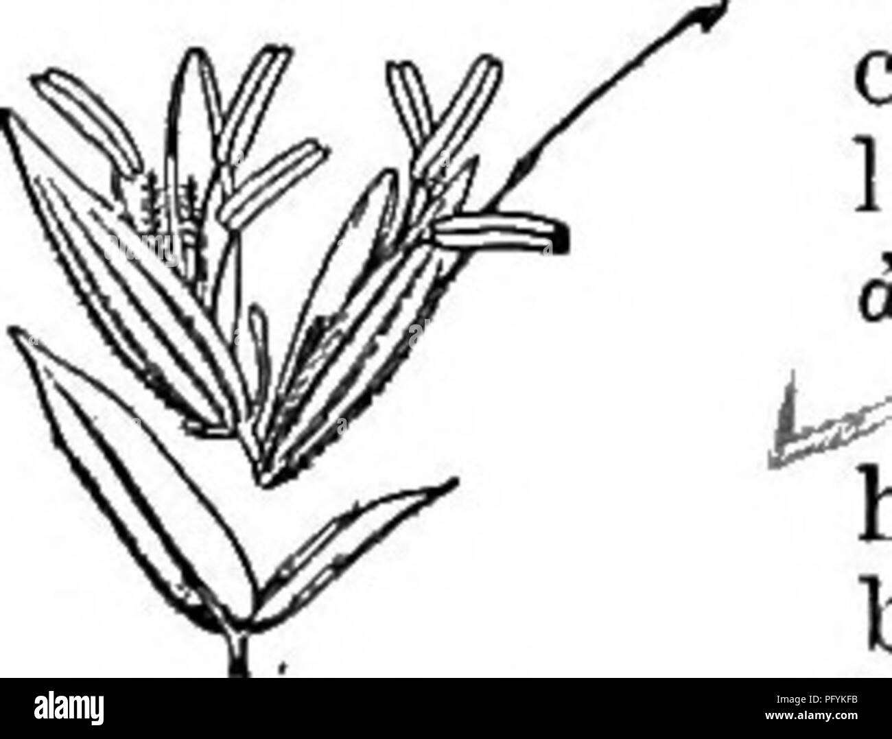 . Gray's new manual of botany. A handbook of the flowering plants and ferns of the central and northeastern United States and adjacent Canada. Botany. 46. ARRHENATHERUM Beauv. Oat Grass Spikelets 2-flowered, the florets approximate, the lower staminate, its lemma bearing a geniculate and twisted awn on the back near the base ; the upper per- fect, its lemma short-awned from or near the apex, or awnless ; rhachilla hairy, prolonged behind the upper palea into a bristle; glumes unequal, acute, thin and scarions; lemmas of firmer texture, 5-7-nerved ; palea ciliate on the nerves.—-Tall perennials Stock Photo