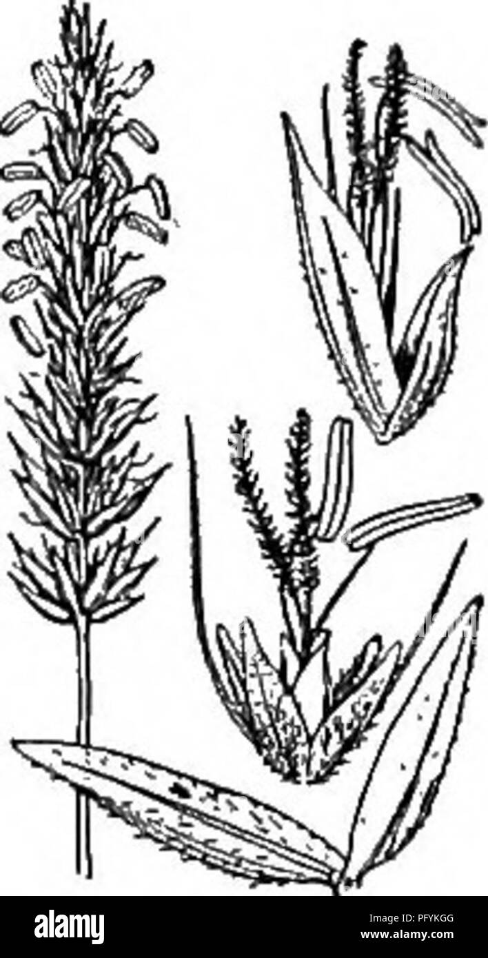 . Gray's new manual of botany. A handbook of the flowering plants and ferns of the central and northeastern United States and adjacent Canada. Botany. 6EAMINEAB (GRASS FAMILY) 121 19. PHAlARIS L. Canary Grass Spikelets 1-flowered, laterally flattened ; glumes equal, boat-shaped, much exceeding the florets ; sterile lemmas small and narrow, appearing like hairy scales attached to the fertile floret; fertile lemma indurated and shining in fruit, inclosing a faintly 2-nerved palea. â Annuals or perennials, with flat leaves and dense spike-like panicles. (The ancient Greek name, 0oap/s, alluding  Stock Photo