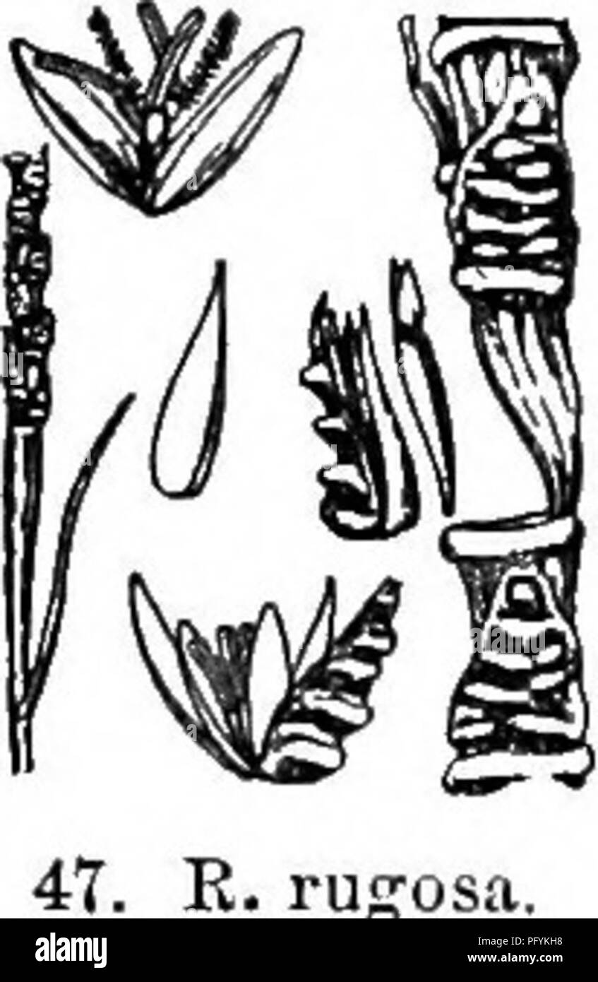 . Gray's new manual of botany. A handbook of the flowering plants and ferns of the central and northeastern United States and adjacent Canada. Botany. 46. T. dactylolfles. Part of spike xl^^. ? Spikelet embedded x 1. ? Spikelet freed X 1. (f Spikelet X 1. ixillary spikes solitary, i.ug. Fig. 46. the staminate spikelets in pairs at the joints of the con. the pistillate spikelets solitary, embedded in each oblong joint of the cartilaginous thickened articulate rhachis below in the same inflorescence, which terminates the culm or its branches ; glumes of the staminate spikelet subcoriaoeous, the  Stock Photo