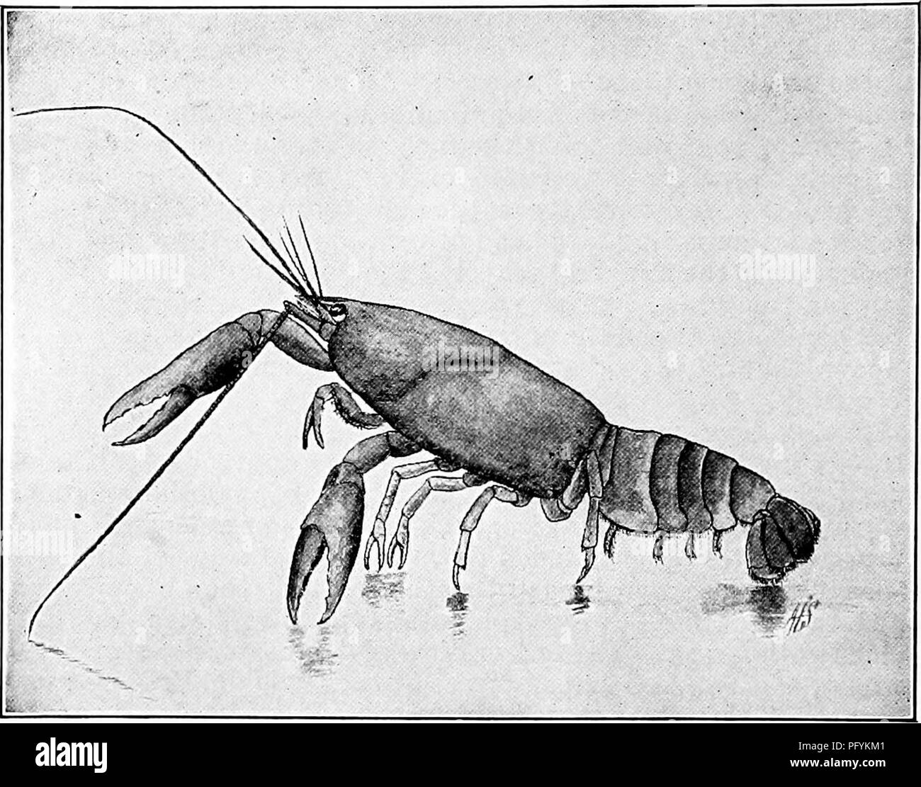 . Handbook of naturestudy for teachers and parents, based on the