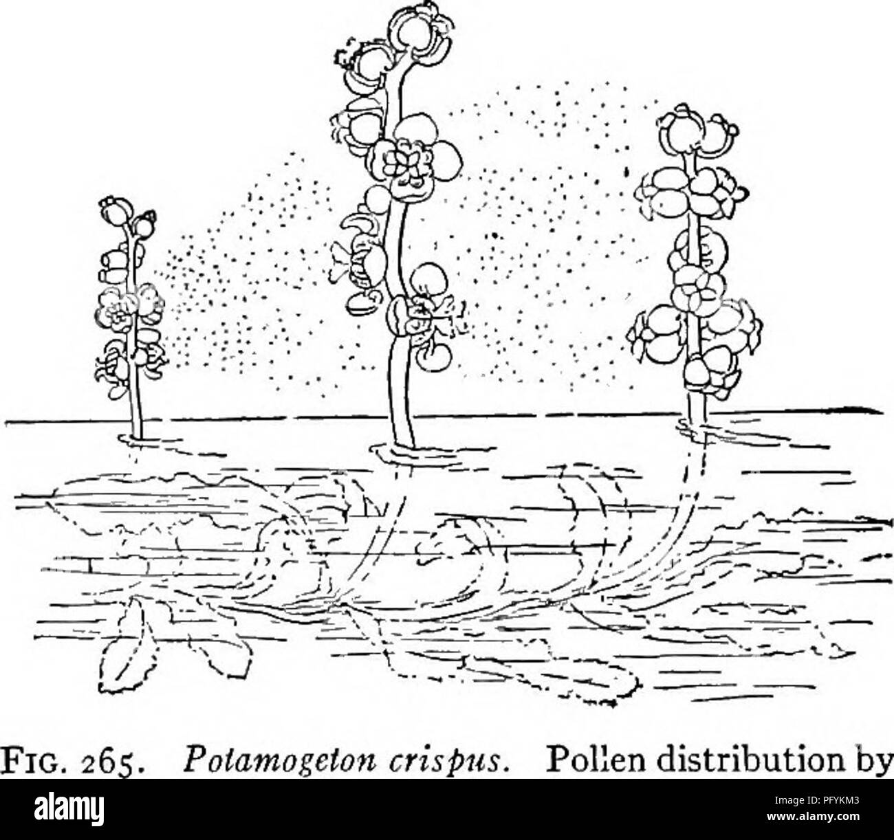 . Fresh-water biology. Freshwater biology. THE LARGER AQUATIC VEGETATION 189 from the flower-stalk to serve as floaters. As there are land species of Utricularia which also have bladders, it seems quite probable that the aquatic forms have been derived from the land species. Some authors have suggested that, being without roots and re- quiring more nitrogenous food than can be obtained from sub- stances in solution in the water, these bladders have been developed to secure animal food. It is just as probable that the aquatic forms are merely using structures that were characteristic of their a Stock Photo