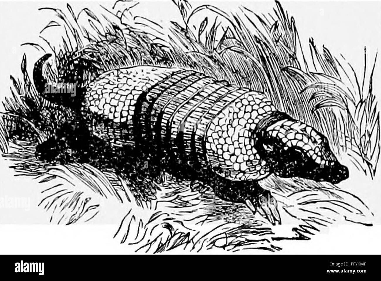 . The popular natural history . Zoology. THE ARMADILLO.—ANT-EATERS. 219. ARMADILLO.—(Dasypus sexcinctus.) on the shoulders, and the third on the hind-quarters. These plates are con- nected by a series of bony rings, variable in number, overlapping each other, and permitting the animal to move freely. The common ARMADILLO, or PoYOU, is about twenty inches in total length, the tail occupying some six or seven inches. It is very common in Par g lay, but is not easily captured, owing to its remarkable agility, per- severance, and wariness. En- cumbered as it appears to be with its load of plate-ar Stock Photo