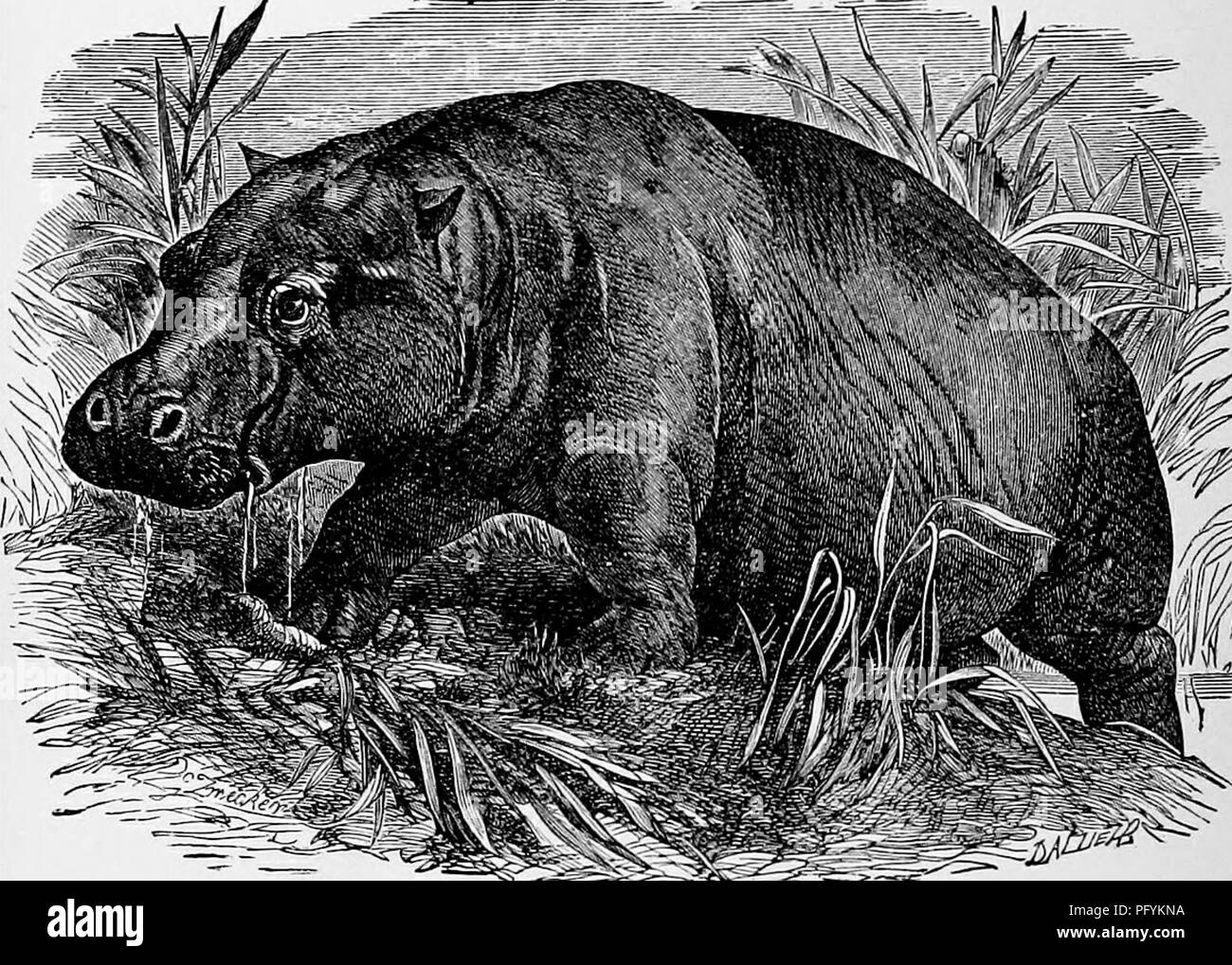 . The popular natural history . Zoology. 2l6 THE HIPPOPOTAMUS. rabbit, but on a closer inspection the supposed claws are seen to be veritable hoofs, black in colour, and very similar to those of the rhinoceros in form. 1 he Hyrax is an agile little creature, and can climb a rugged tree-trunk with great ease. It is rather hot in its temper, and if irritated becomes highly excited, and moves its teeth and feet with'remarkable activity and force. The Syrian Hyrax is the animal which is mentioned under the name of &quot; coney &quot; in the Old Testament, and is found inhabiting the clefts and cav Stock Photo