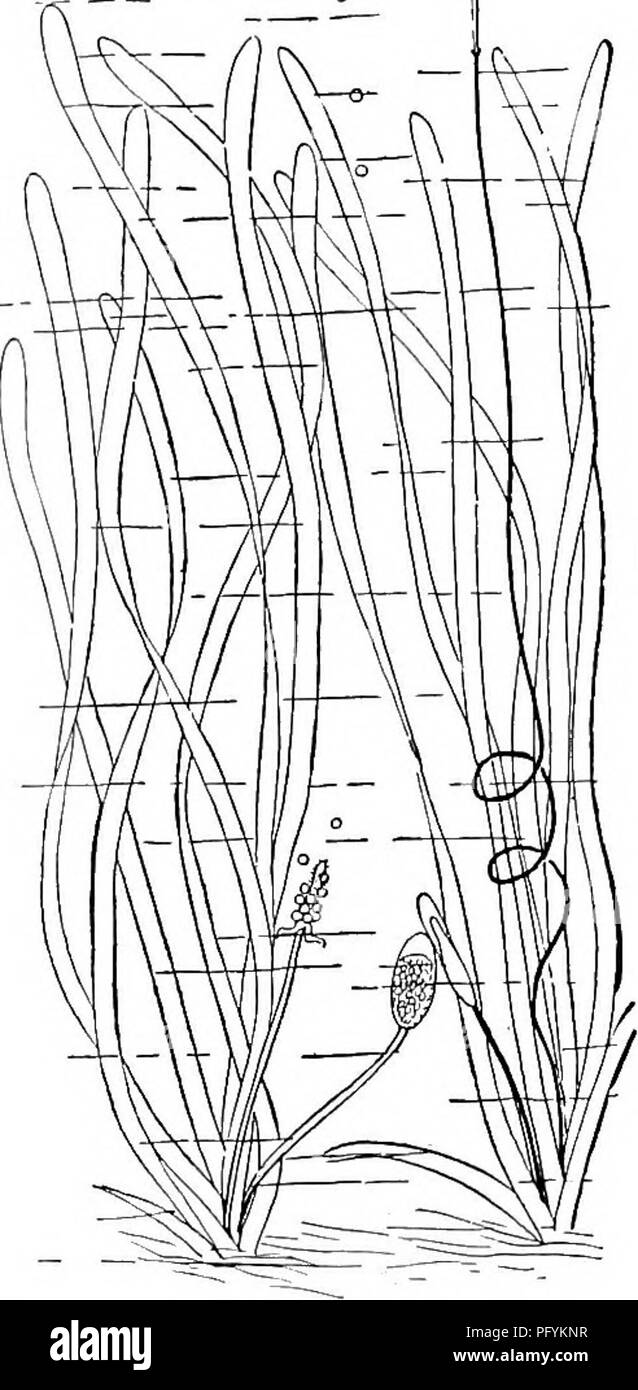 Fresh Water Biology Freshwater Biology The Larger Aquatic Vegetation Isi Oobiio Ojifl Lsfekjiii Great Variety In Leaf Form As Is Noticeable In Land Plants The Floating Leaves Are Usually Borne On A Stalk Fresh Water Biology Freshwater Biology The Larger Aquatic Vegetation Isi Oobiio Ojifl Lsfekjiii Great Variety In Leaf Form As Is Noticeable In Land Plants The Floating Leaves Are Usually Borne On A Stalk