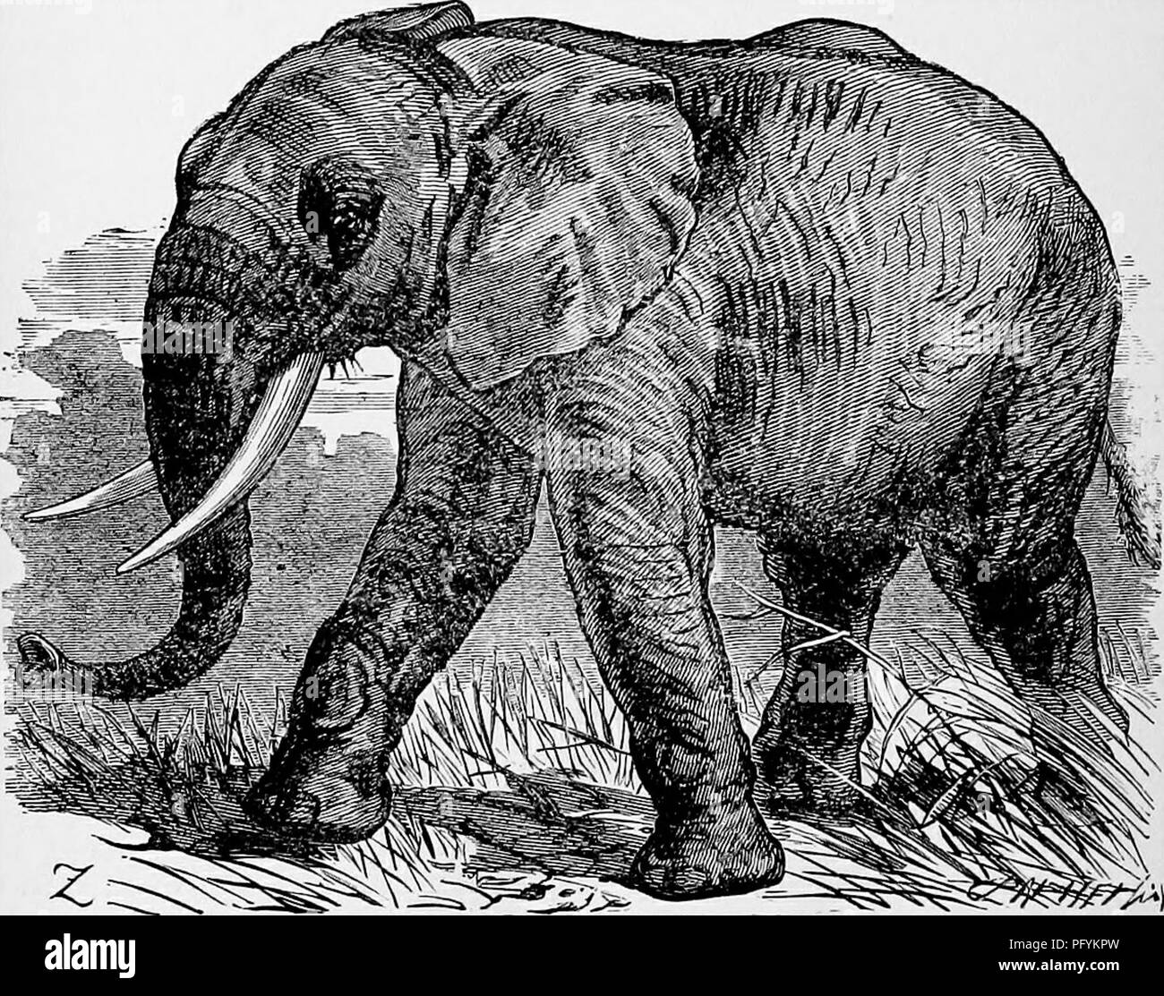 . The popular natural history . Zoology. 206 THE AFRICAN ELEPHANT. seen by casual travellers, owing to its great vigilance and its wonderful power of moving through the tangled forests without noise and without causing any perceptible agitation of the foliage. In spite of its enormous dimensions, it is one of the most invisible of forest creatures, and a herd of Elephants, of eight or nine feet in height, may stand within a few yards of a hunter without being detected by him, even though he is aware of their presence. The Kaffirs are persevering elephant hunters, and are wonderfully exppr^ in  Stock Photo