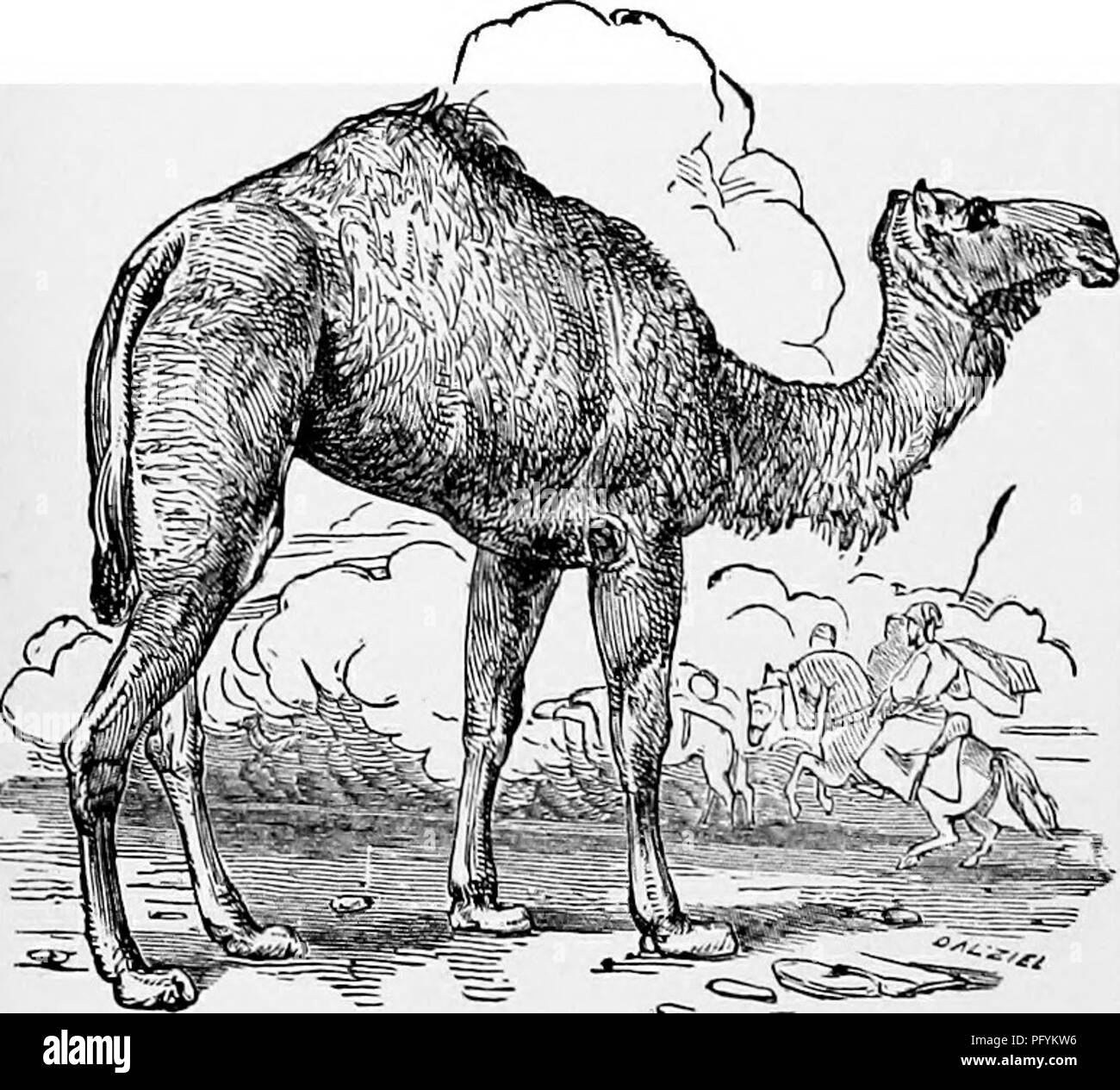 . The popular natural history . Zoology. 192 THE CAMEL. Instead of living in the cold and lofty mountain ranges which are inhabited by the Musk Deer, the Kanchil prefers the thickly wooded districts of the Javanese forests. Like many other animals, the Kanchil is given to &quot; possuming,&quot; or feigning death when it is taken in a noose or trap, and as soon as the successful hunter releases the clever actor from the retaining cord, it leaps upon its feet and darts away before he has recovered from his surprise. From the earliest times that are recorded in history, the Camel is men- tioned  Stock Photo