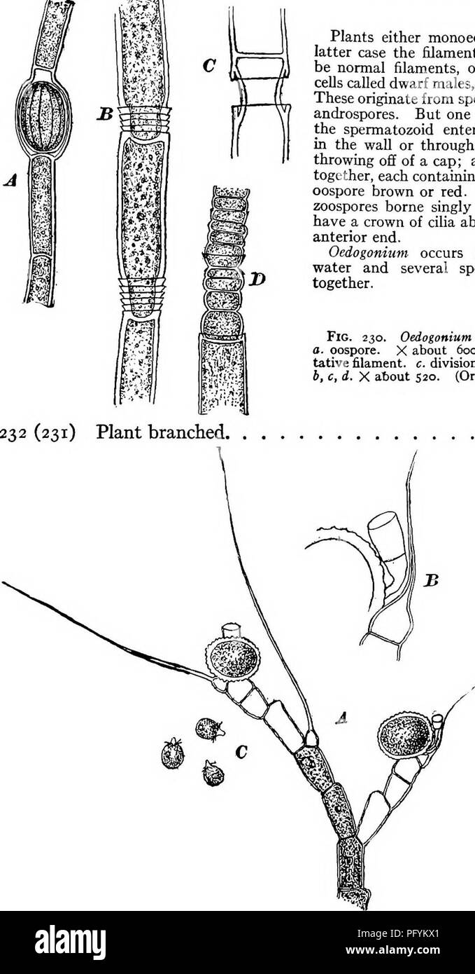 Oedogonium Diagram