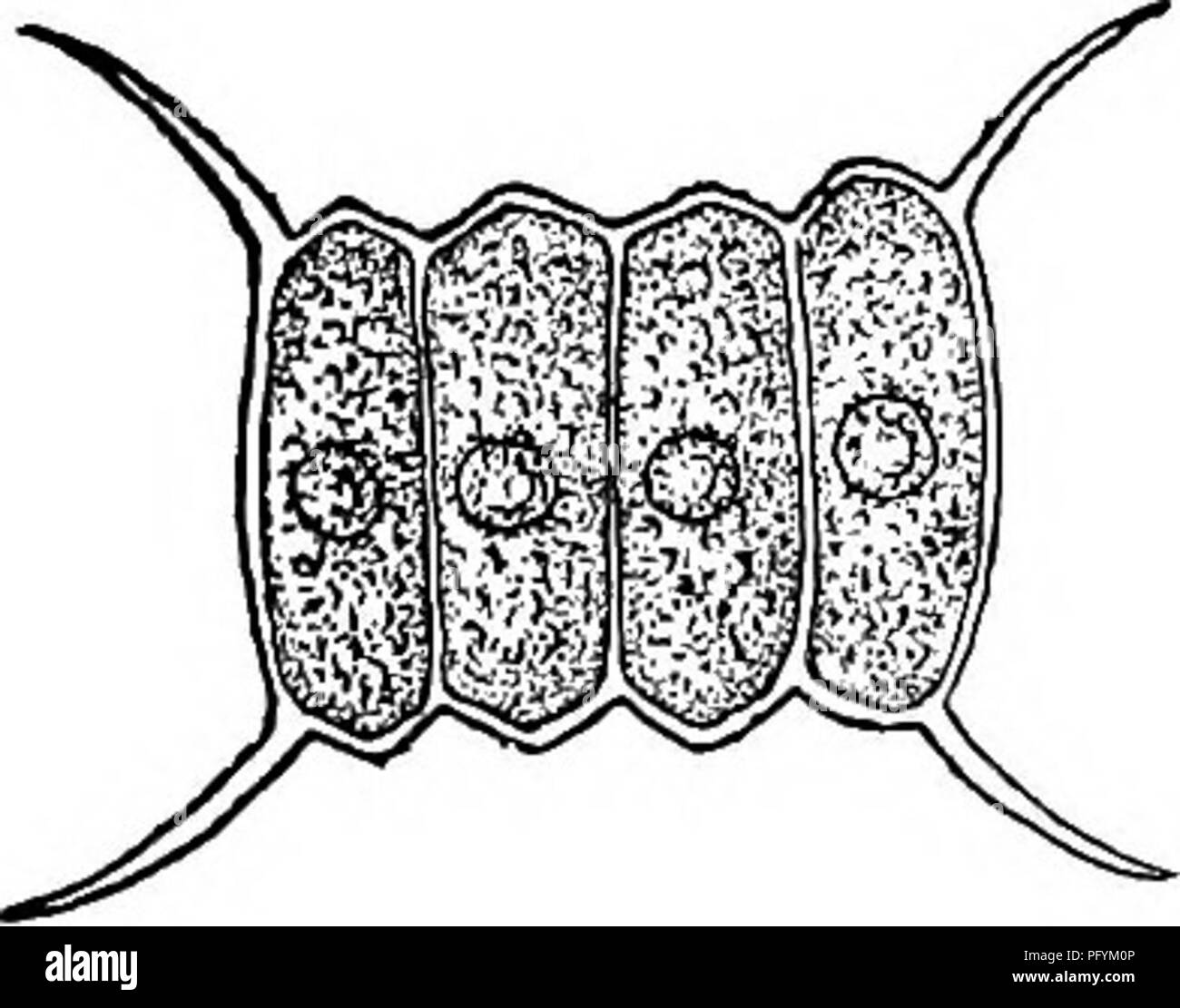 Four pointed oval Black and White Stock Photos & Images Alamy