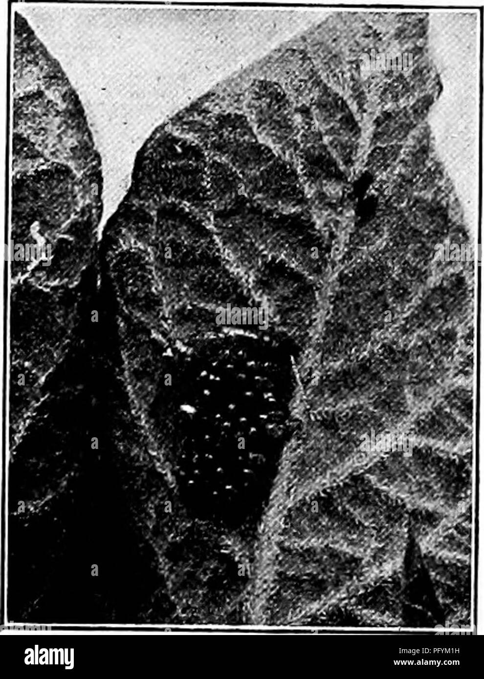 Gathered insects Black and White Stock Photos & Images - Alamy