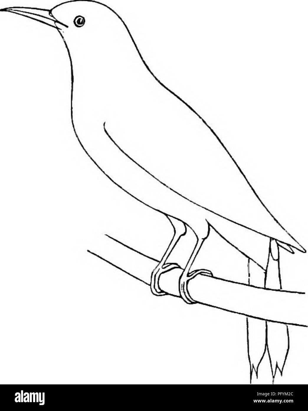 The land-birds and game-birds of New England; with descriptions of the birds,  their nests and eggs, their habits and notes, with illustrations;. Birds.  324 LAND-BIRDS. In this, which contains no lining,
