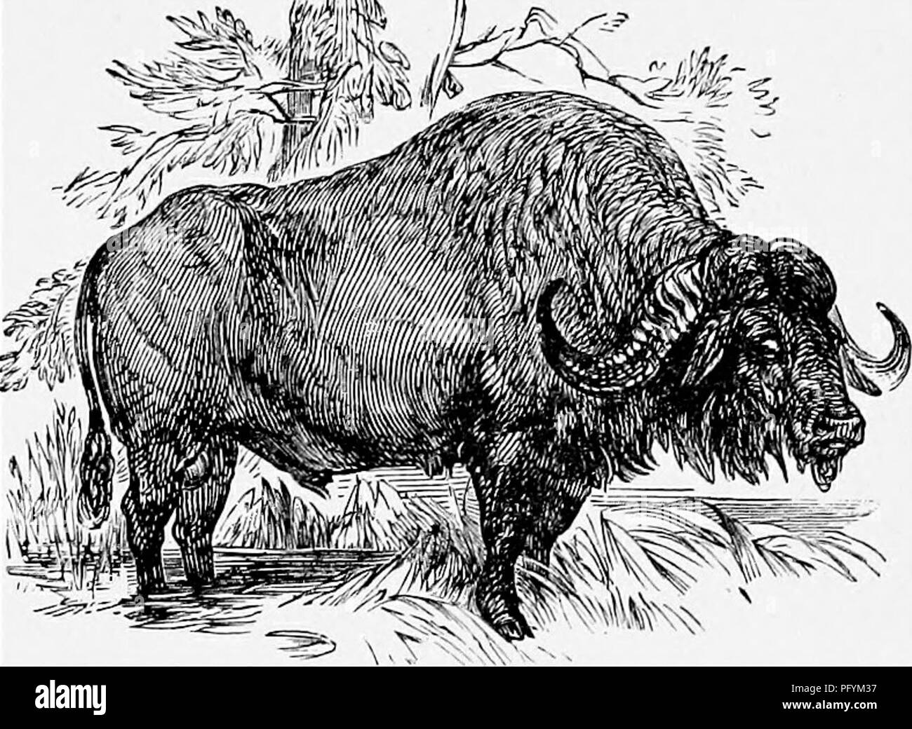 . The popular natural history . Zoology. THE CAPE BUFFALO. 165. BUFFALO ...