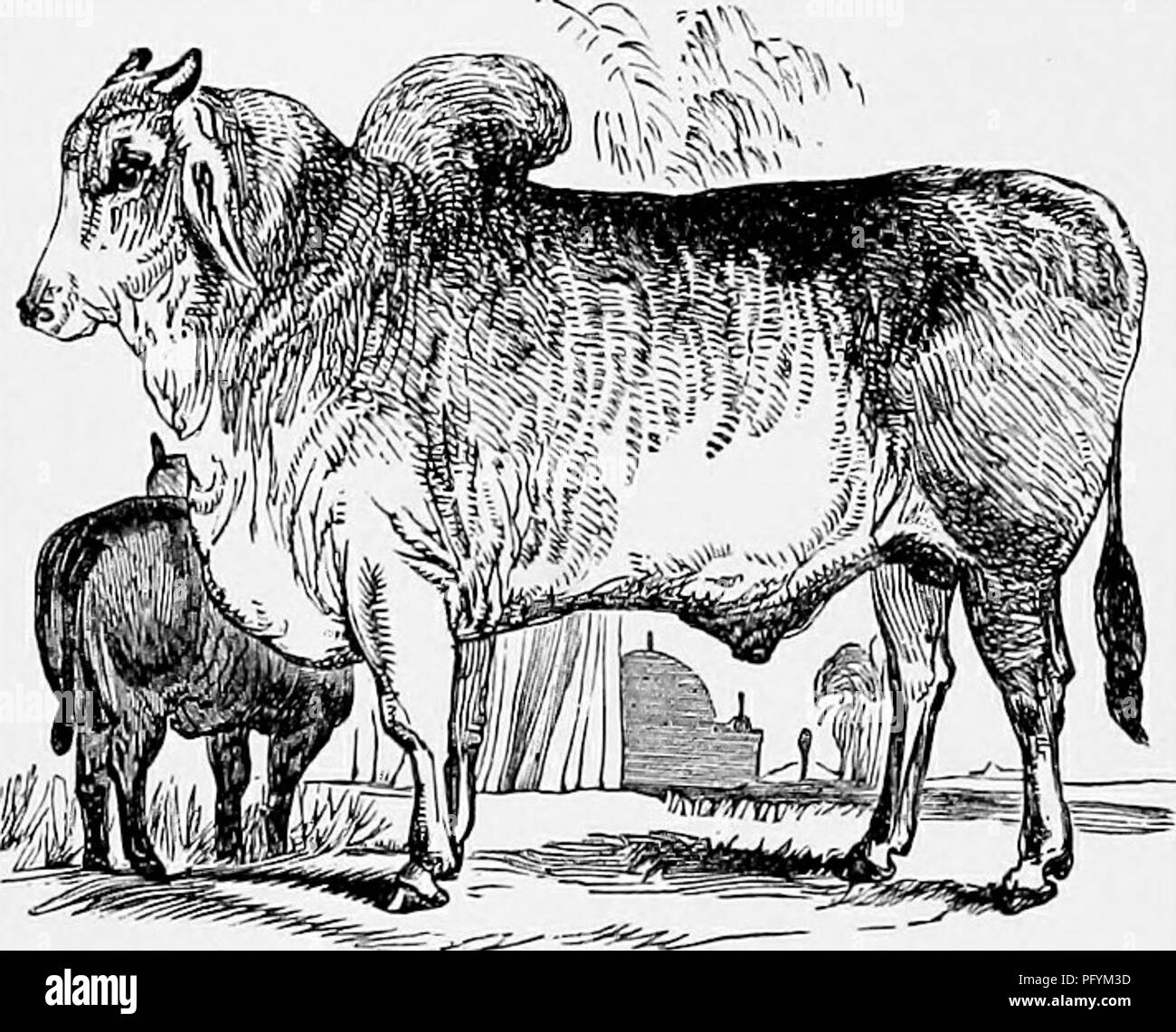 . The popular natural history . Zoology. 164 THE ZEBU.. ZEBU.—[Bos Indicus.) that its native land is India, and that it must have been imported from thence into other countries. There are various breeds of Zebu, some being about the size of our ordinary cattle, and others varying in dimensions from a large Ox to a small New- foundland dog. One of the most familiar of these varie- ties is the well-known Brah- min Bull, so called because it is considered to be sacred to Bramah. The more religious among the Hindoos, scrupulously observant of the letter of a law which was intended to be universal  Stock Photo