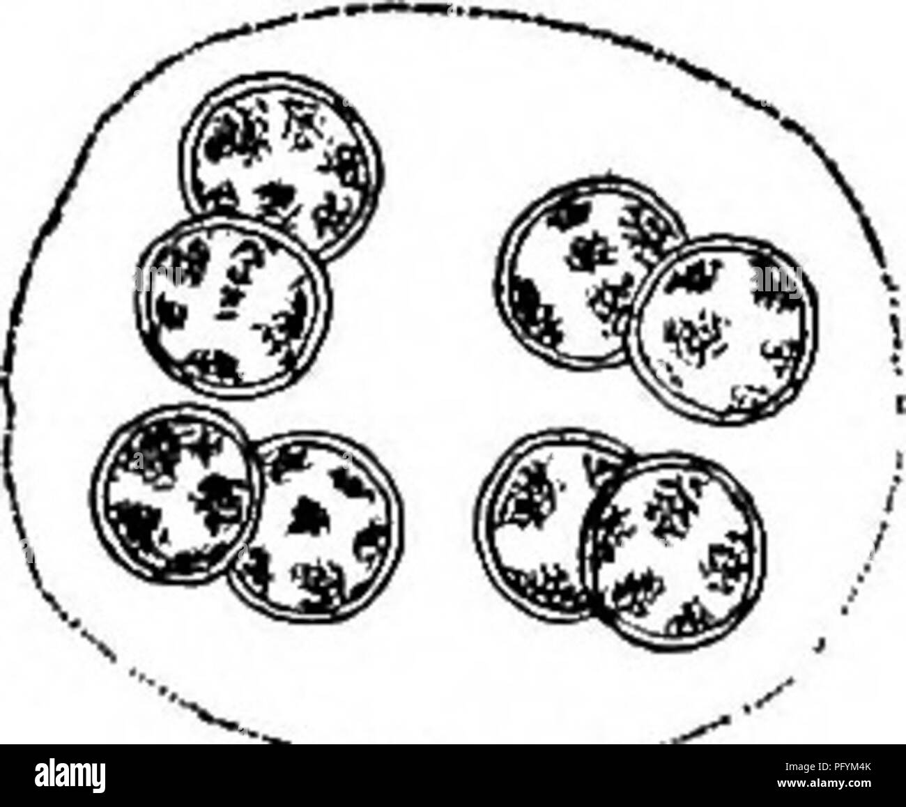 . Fresh-water biology. Freshwater biology. 123 (122) Chromatophores many, parietal Chlorobotrys Bohlin. Cells spherical, in a gelatinous matrix, as in SphaerocysHs, but the chlorophyll in many parietal discs. Fig. 168. Chlorobotrys regularis Bohlin. X 300. (After West.) 124 (121) Cells not spherical 125 125 (126) Cells crescent-shaped Kirchneriella Schmidle. Cells in' clusters, as in SphaerocysHs, but strongly crescent-shaped. In reproduction internal division takes place trans- versely and the four or eight daughter cells are set free by the breaking of the cell wall. Several species occur in Stock Photo
