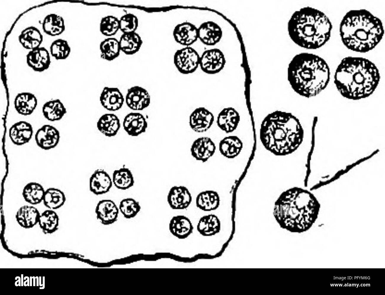 . Fresh-water biology. Freshwater biology. THE FRESH-WATER ALGAE 147 92 (93) Colonies macroscopic or microscopic, expanded or intestiform, cells arranged in fours Tetraspora Link. Reproduction by division in two directions; zoospores may originate directly from the vegetative cells, and by divi- sion give rise to a new colony; isogametes with two cilia may be formed, also resting spores with heavy brown walls. Fig. 153. Tetraspora explanata KUtzing. X 2So- (After Nageli.) 93 (92) Colonies pear-shaped, attached, cells irregularly placed near the surface Apiocystis Nageli.. Please note that thes Stock Photo