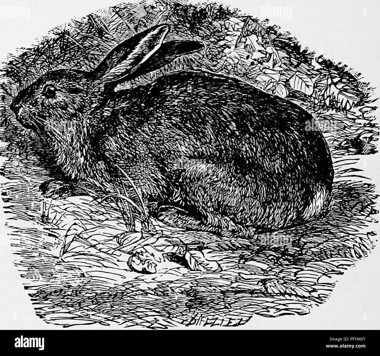 The popular natural history . Zoology. 148 THE HARE. It is a wonderfully cunning  animal, and is said by many who have closely studied its habits to surpass  the fox in