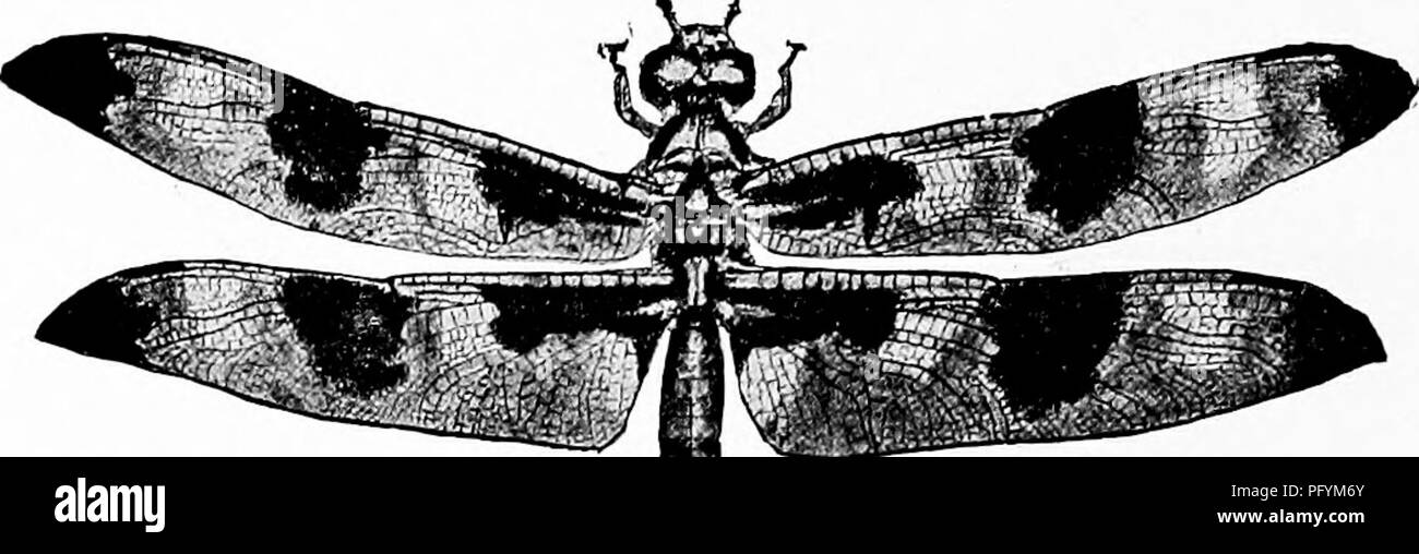 Insect Biro Study This nature-study guide introduces young learners to outdoor studies ...