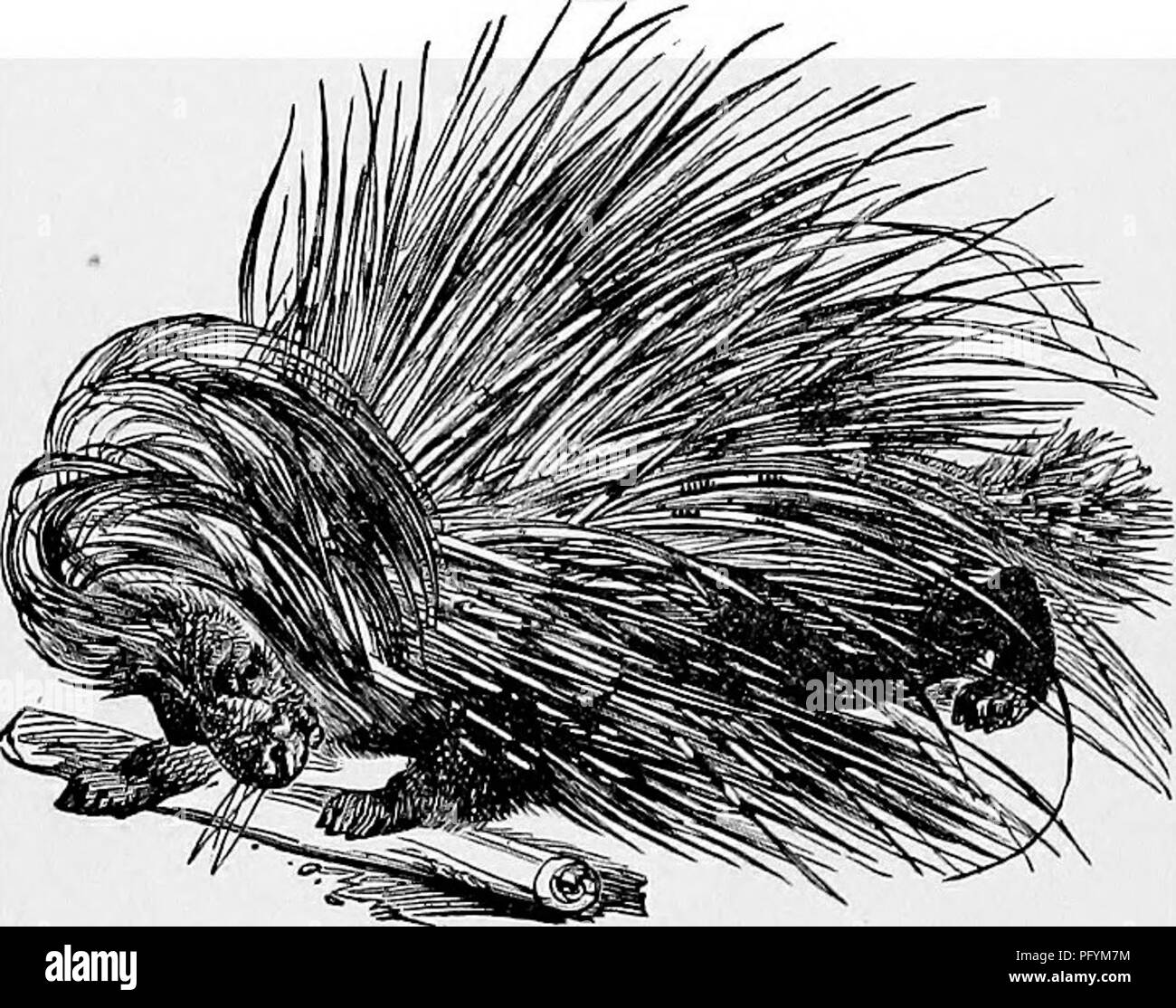 The popular natural history . Zoology. 144 THE PORCUPINE. marshy ground, and especially if it be supplied by springs, the Ondatra builds little houses that rise about three or four feet The popular natural history . Zoology. 144 THE PORCUPINE. marshy ground, and especially if it be supplied by springs, the Ondatra builds little houses that rise about three or four feet