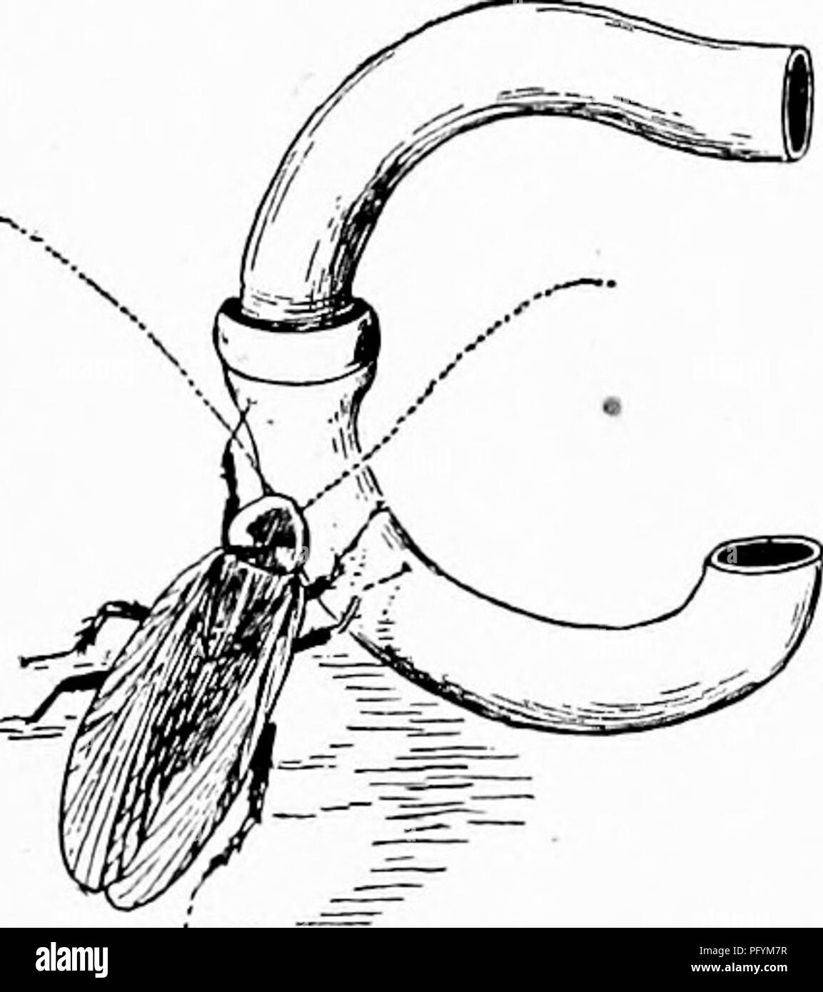 Cockroach Adaptations This handbook provides educators and parents with practical guidelines ...