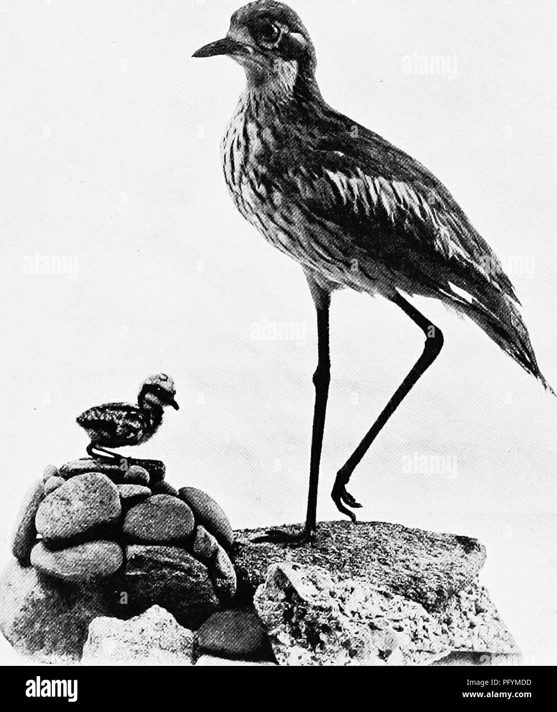 . The birds of Australia. Birds. THE LONG-BILLED STONE PLOVER 119 Genus Ortliorliamphus. Bill as long as head.. Australian Museum. Stone Plover and Young: Burhinus grallarius. The Long-billed Stone Plover. Orthorhamphus magnirostris. Shores of Northern Australia and throughout the Malayan Archipelago to Borneo and the Andamans.. Please note that these images are extracted from scanned page images that may have been digitally enhanced for readability - coloration and appearance of these illustrations may not perfectly resemble the original work.. Lucas, Arthur Henry Shakspere; Le Soue?f, W. H.  Stock Photo