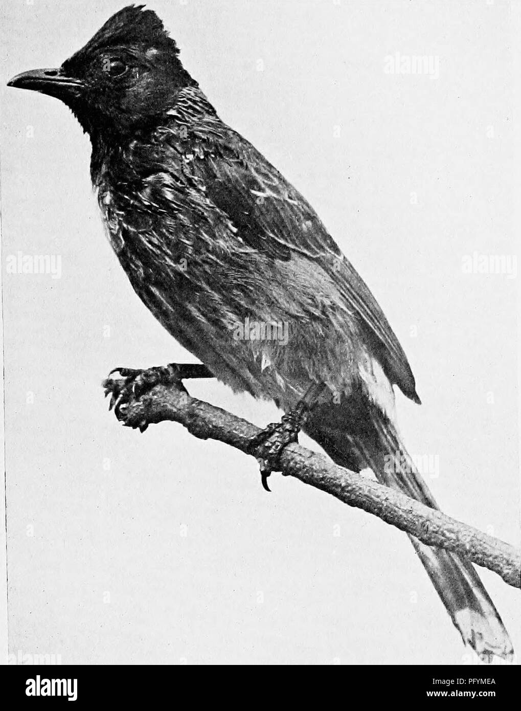 . Bombay ducks; an account of some of the every-day birds and beasts found in a naturalist's Eldorado. Birds; Zoology; Zoology. BULBUI, (red vented). Please note that these images are extracted from scanned page images that may have been digitally enhanced for readability - coloration and appearance of these illustrations may not perfectly resemble the original work.. Dewar, Douglas, 1875-; Faryer, Frederick Durand Stirling, 1869- illus. London, New York, J. Lane Stock Photo