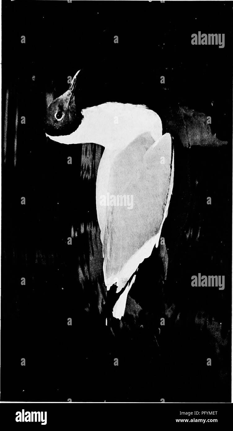 . Bombay ducks; an account of some of the every-day birds and beasts found in a naturalist's Eldorado. Birds; Zoology; Zoology. . Please note that these images are extracted from scanned page images that may have been digitally enhanced for readability - coloration and appearance of these illustrations may not perfectly resemble the original work.. Dewar, Douglas, 1875-; Faryer, Frederick Durand Stirling, 1869- illus. London, New York, J. Lane Stock Photo
