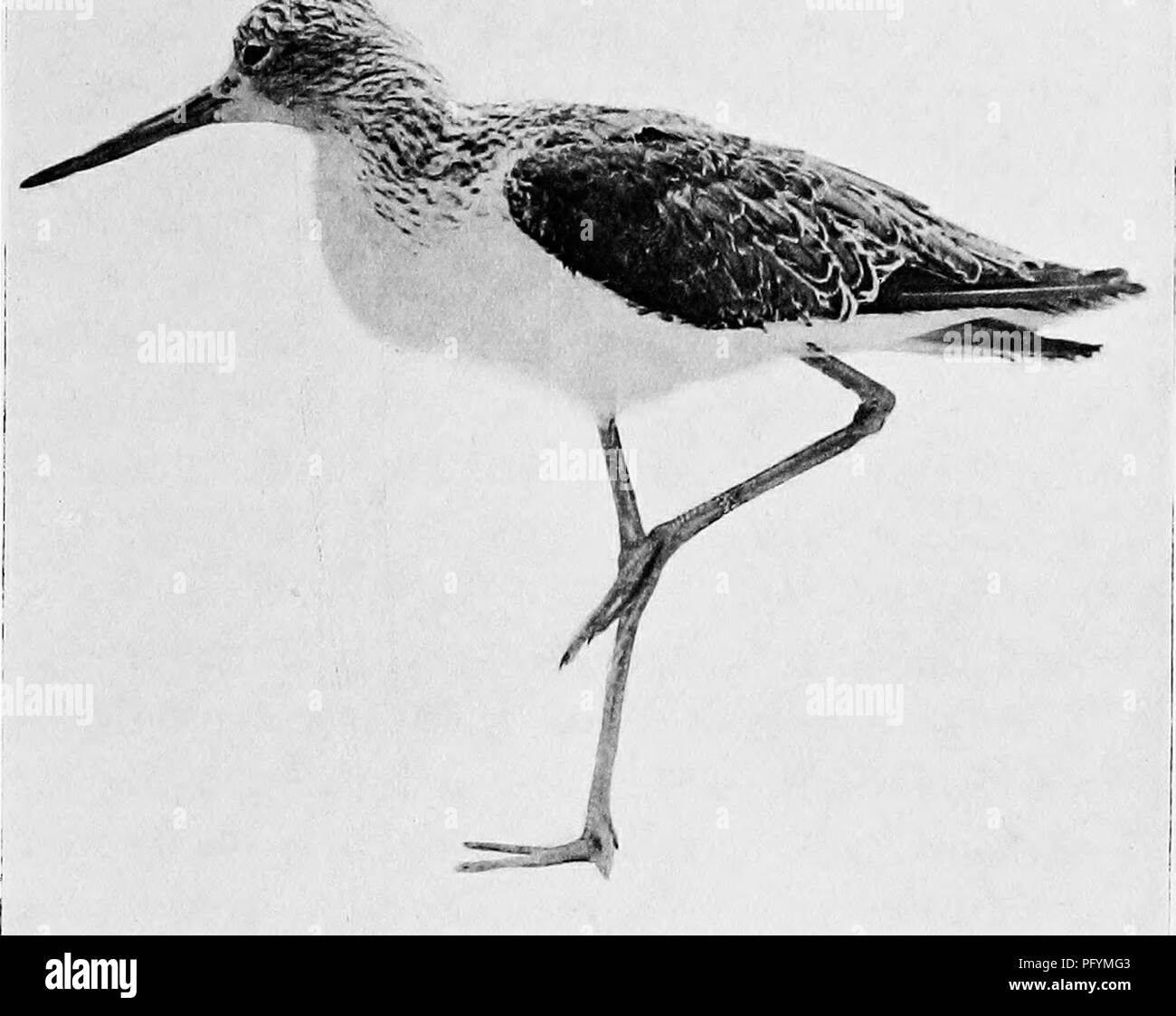 . Bombay ducks; an account of some of the every-day birds and beasts found in a naturalist's Eldorado. Birds; Zoology; Zoology. GREEN SHANK (ONE OF THE KUCH Nfo OF THE INDIAN SHIKARl). Please note that these images are extracted from scanned page images that may have been digitally enhanced for readability - coloration and appearance of these illustrations may not perfectly resemble the original work.. Dewar, Douglas, 1875-; Faryer, Frederick Durand Stirling, 1869- illus. London, New York, J. Lane Stock Photo