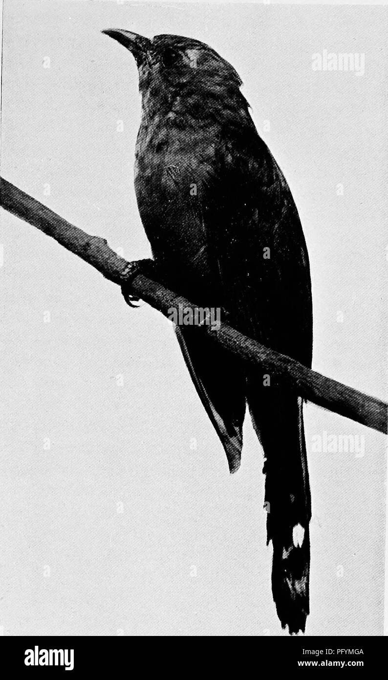 . Bombay ducks; an account of some of the every-day birds and beasts found in a naturalist's Eldorado. Birds; Zoology; Zoology. PLAINTIVE CUCKOO (CUCOMANTIS PASbERINUS). Please note that these images are extracted from scanned page images that may have been digitally enhanced for readability - coloration and appearance of these illustrations may not perfectly resemble the original work.. Dewar, Douglas, 1875-; Faryer, Frederick Durand Stirling, 1869- illus. London, New York, J. Lane Stock Photo