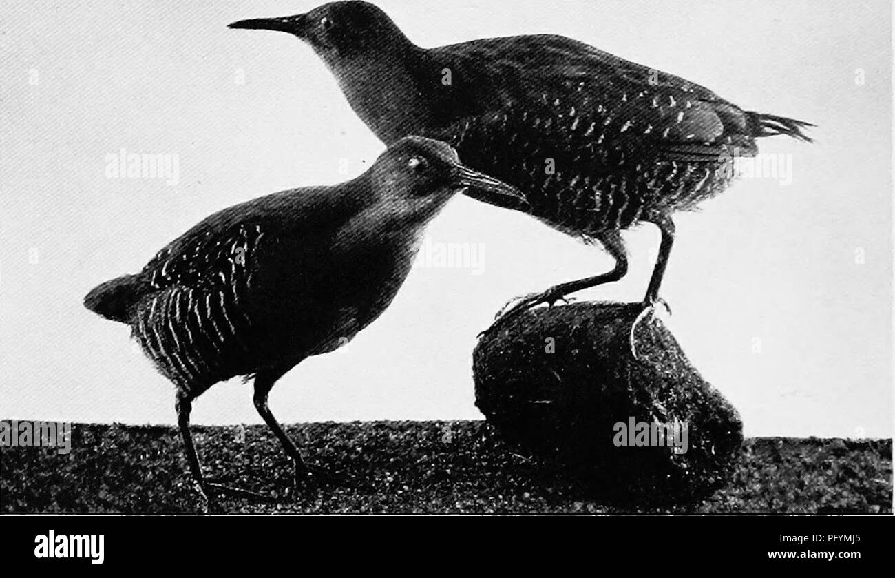 . The birds of Australia. Birds. 36 THE BIRDS OF AUSTRALIA The Pectoral Rail. Eypotcenidia philippinensis. Australia, Malayan Archipelago, New Zealand, Pacific Islands, and Moluccas. General colour above reddish-brown, all the feathers dark, with reddish edgings and spangled with white spots on the mantle, back, and wing coverts; lower back no white spots; tail feathers, reddish brown centred with blac'k; crown of head brown, with black longitudinal spots, broad band through eye dusky brown, over the lores a white band extending above the eye; throat white, under surface white, with black bars Stock Photo