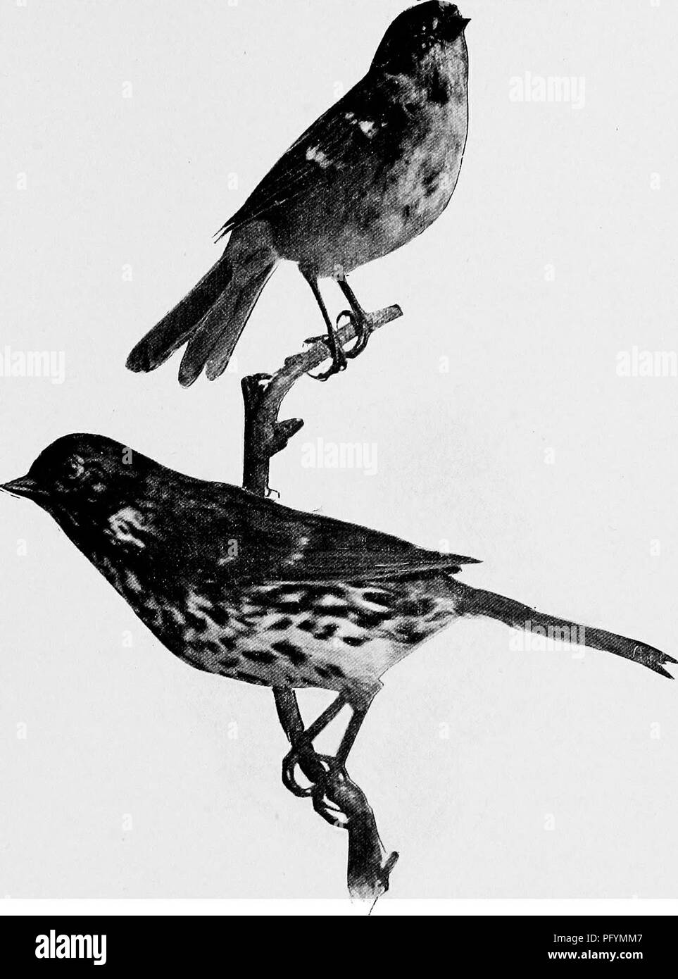 jersey birds