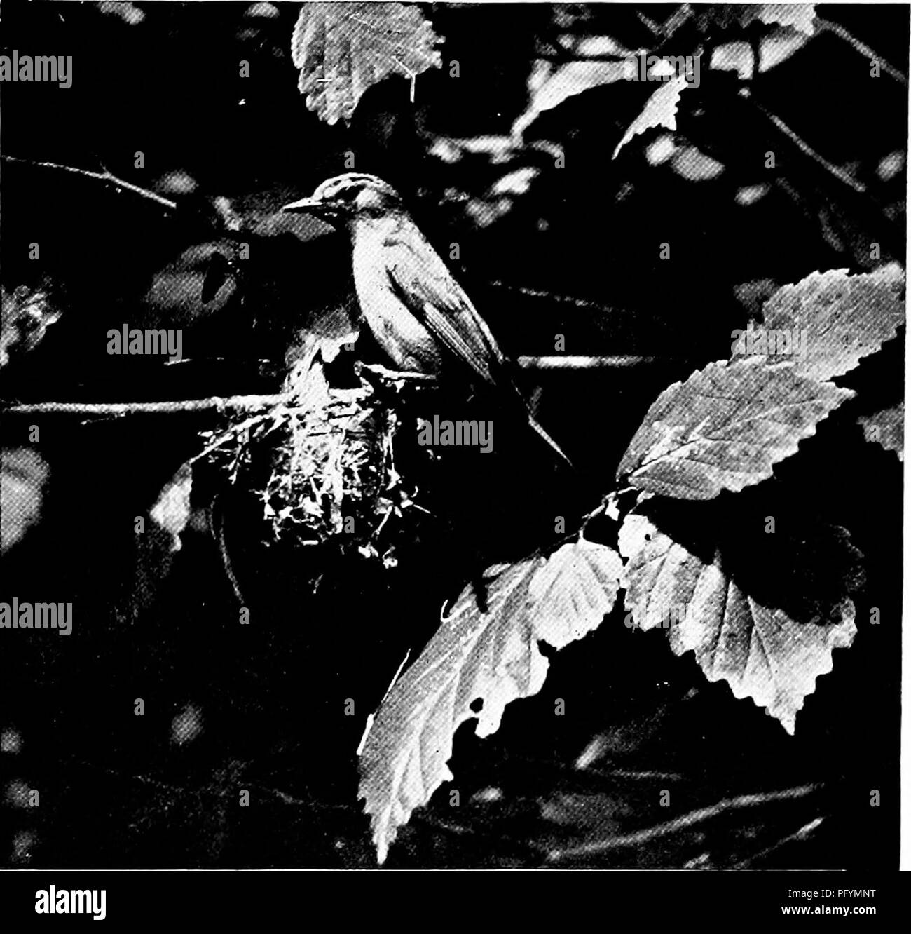 . The home life of wild birds; a new method of the study and photography of birds. Birds; Photography of birds. Taming Wild Birds without a Cage. 129 Three or four Downy and Hairy Woodpeckers came to the window-sill, and would some- times peck the fingers of persons feeding them. The Brown Creeper was far more cau- tious, and never came to the hand. The familiarity of the Canada Jay or Meat Bird is known to everybody who has hunted or camped in the northern woods ; its fear is allayed by hunger even more promptly than in Chickadees and Nuthatches. Audubon says of these birds that &quot; when t Stock Photo