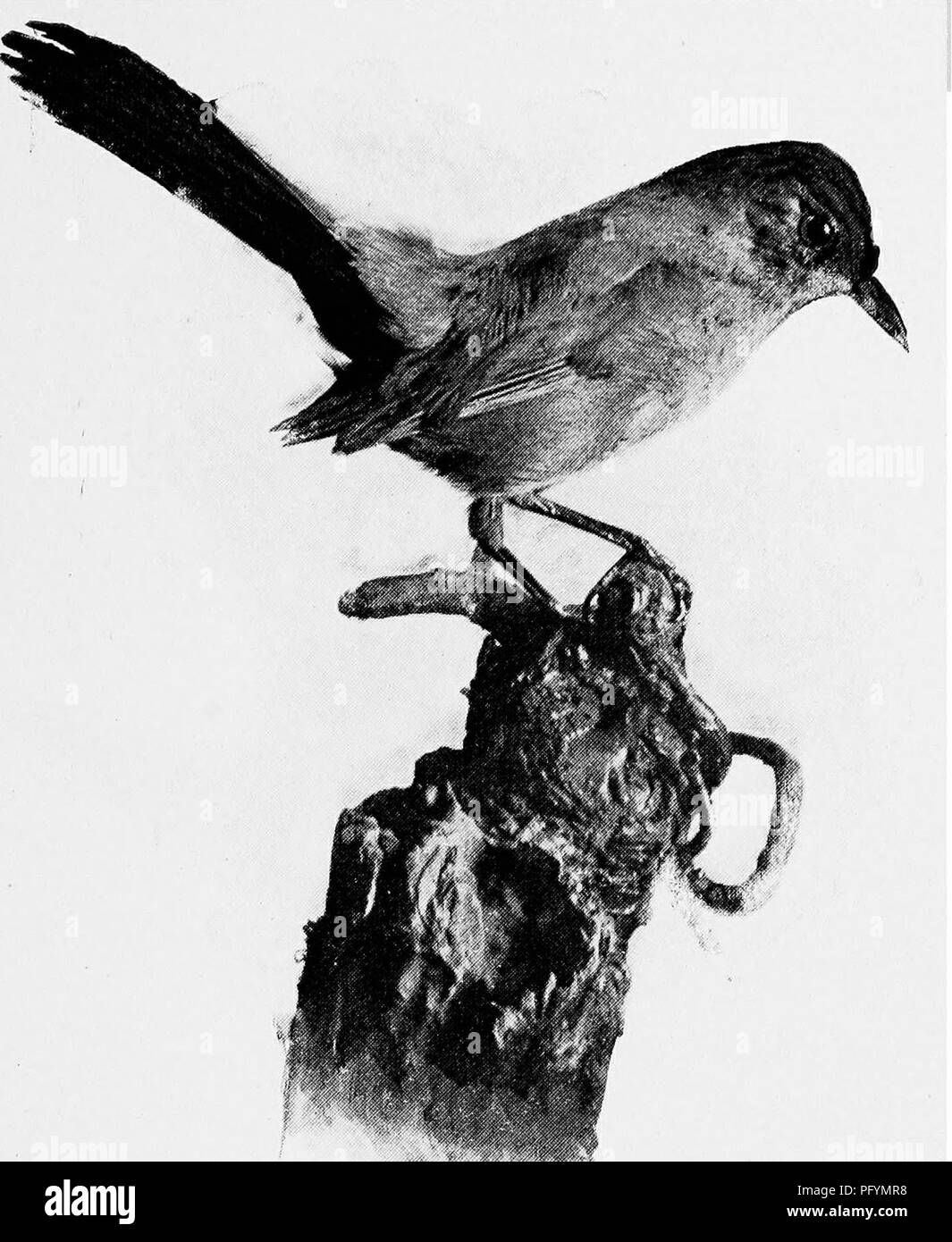 jersey birds