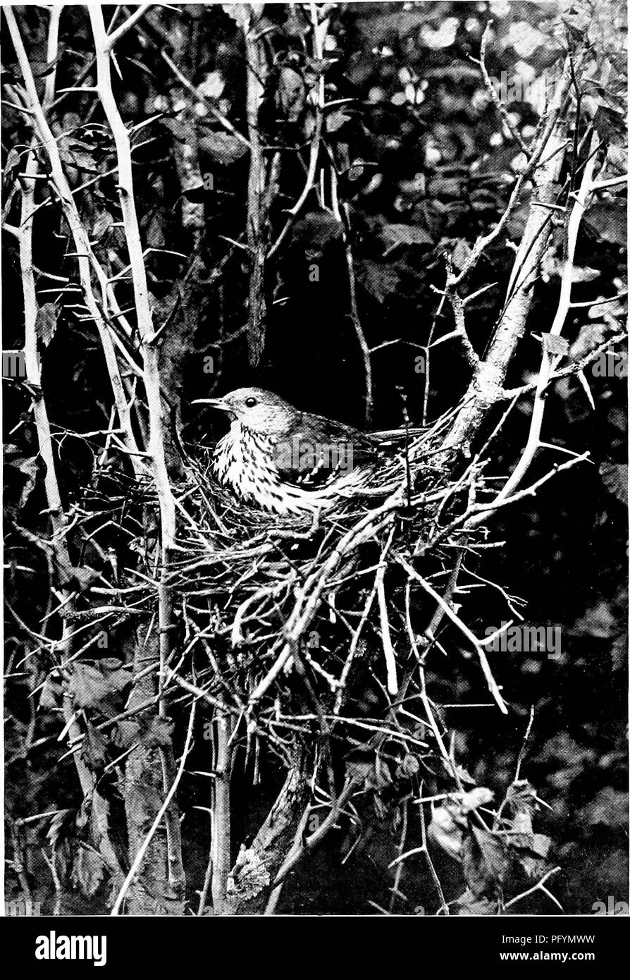 This work presents a photographic study of the Brown Thrush, focusing ...