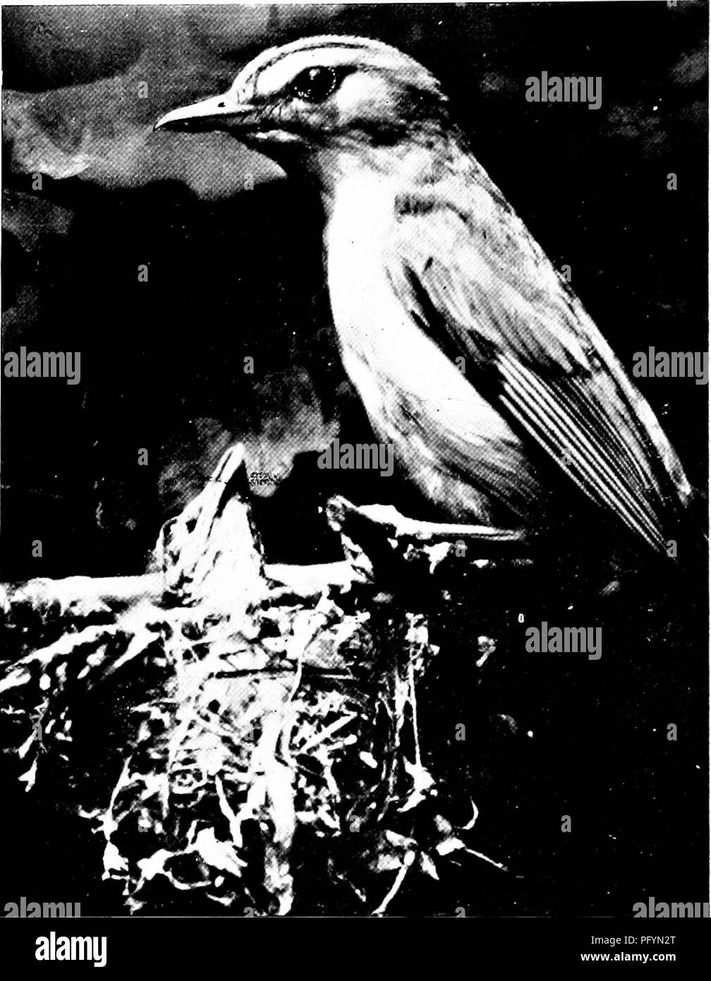 . The home life of wild birds; a new method of the study and photography of birds. Birds; Photography of birds. Red-Eyed Vircos. 65 birds always perched, and thus stoud directl)- over their brood. Any vibration of the nest, as when the feet of the old bird touched the main stem to which it was fixed, or any sound above or below electrified the young, and up popped their heads like two jacks in a box. With mouths wide agape, they would clamor and quaver, expressing their emo- tions not only by the vibration of the wings but by the shaking of the whole body. But the young at this tender age are  Stock Photo