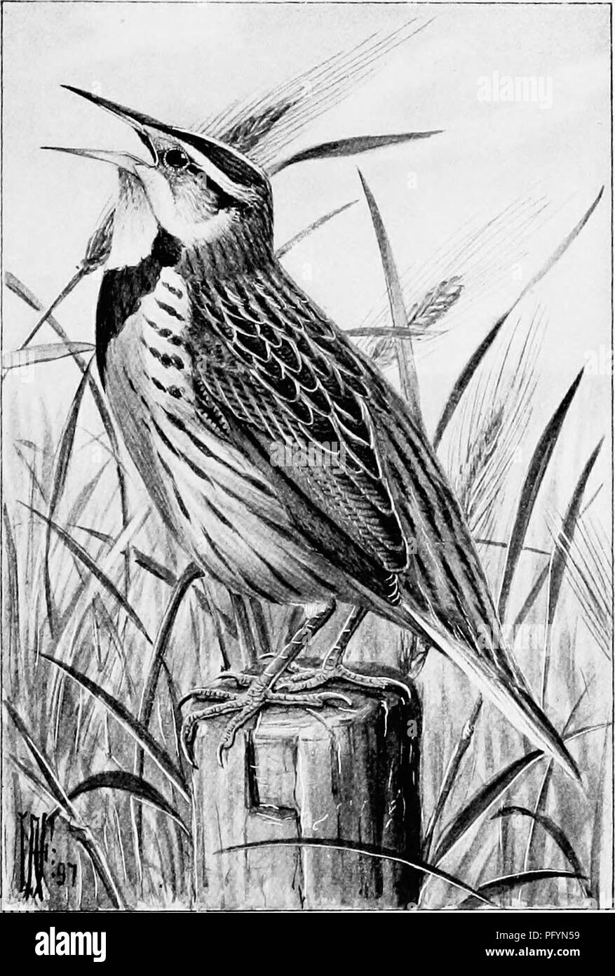 . Song birds and water fowl. Birds; Water birds. MEADOW LARK Its clearly whistled song of three or four notes seems peculiarly suggestive of the freshness and openness of spring (p. 275&quot;).. Please note that these images are extracted from scanned page images that may have been digitally enhanced for readability - coloration and appearance of these illustrations may not perfectly resemble the original work.. Parkhurst, Howard Elmore, 1848-1916; Fuertes, Louis Agassiz, 1874-1927. New York, C. Scribner's Sons Stock Photo