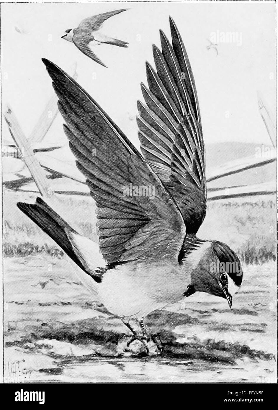 . Song birds and water fowl. Birds; Water birds. CLIFF SWALLOWS The action was as novel as it was graceful, a pose well worthy of a picture (p, a!4. Please note that these images are extracted from scanned page images that may have been digitally enhanced for readability - coloration and appearance of these illustrations may not perfectly resemble the original work.. Parkhurst, Howard Elmore, 1848-1916; Fuertes, Louis Agassiz, 1874-1927. New York, C. Scribner's Sons Stock Photo