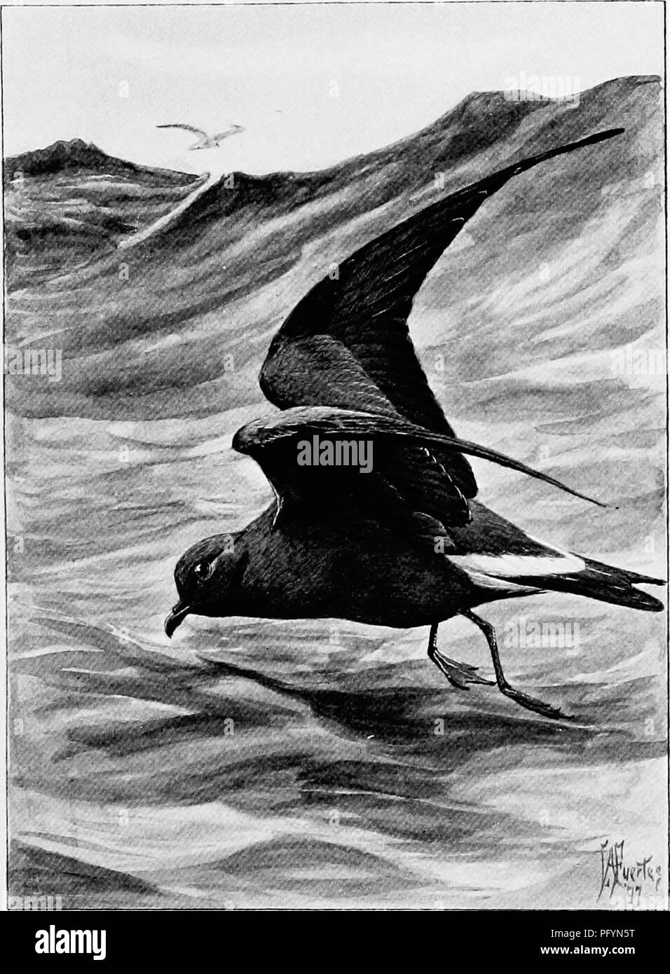 . Song birds and water fowl. Birds; Water birds. STORMY PETRELS V* hose spacious mansion of wide emptiness has 1he ocean for a billowy floor, the sf'v'i bluR concave for a vaulted roof, and for companions only winds and waves (p. 93).. Please note that these images are extracted from scanned page images that may have been digitally enhanced for readability - coloration and appearance of these illustrations may not perfectly resemble the original work.. Parkhurst, Howard Elmore, 1848-1916; Fuertes, Louis Agassiz, 1874-1927. New York, C. Scribner's Sons Stock Photo