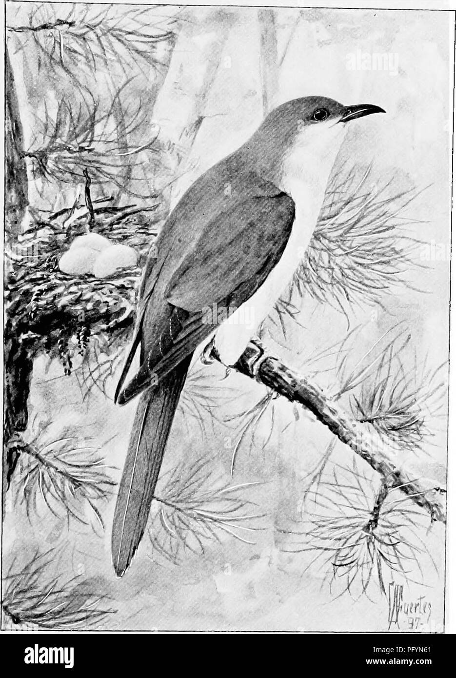 . Song birds and water fowl. Birds; Water birds. CUCKOO The poor cuckoos find themselves in a dilemma that baffles instinct itself (p. 106).. Please note that these images are extracted from scanned page images that may have been digitally enhanced for readability - coloration and appearance of these illustrations may not perfectly resemble the original work.. Parkhurst, Howard Elmore, 1848-1916; Fuertes, Louis Agassiz, 1874-1927. New York, C. Scribner's Sons Stock Photo