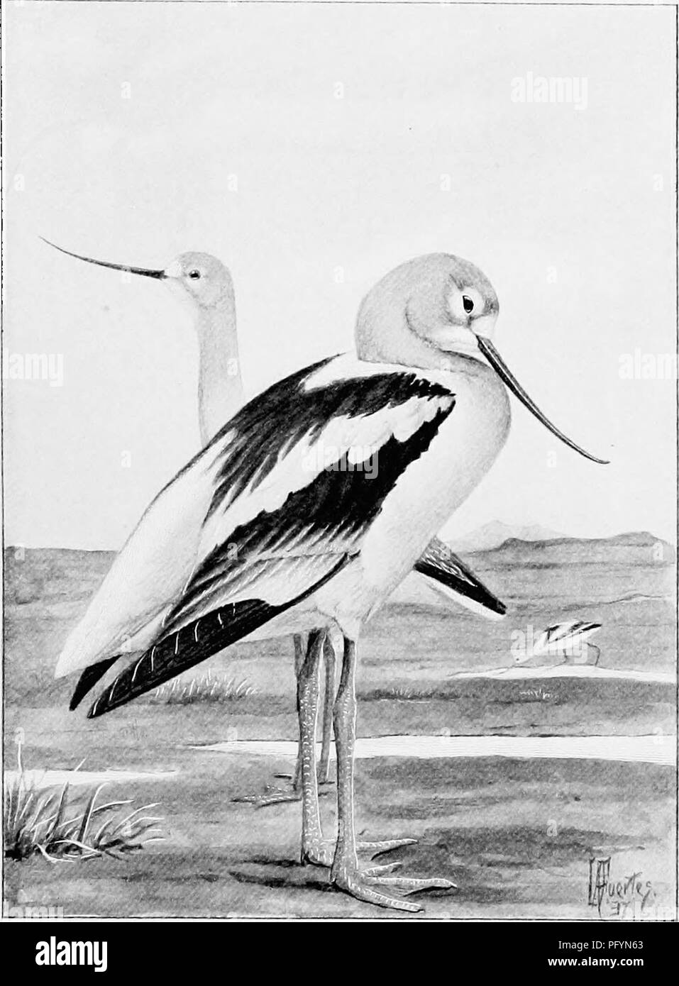 . Song birds and water fowl. Birds; Water birds. AMERICAN AVOCETS Water fo//l live on the confines of an unknown world, f'om which they bring us scarcely any intelligible message (p. 46J.. Please note that these images are extracted from scanned page images that may have been digitally enhanced for readability - coloration and appearance of these illustrations may not perfectly resemble the original work.. Parkhurst, Howard Elmore, 1848-1916; Fuertes, Louis Agassiz, 1874-1927. New York, C. Scribner's Sons Stock Photo