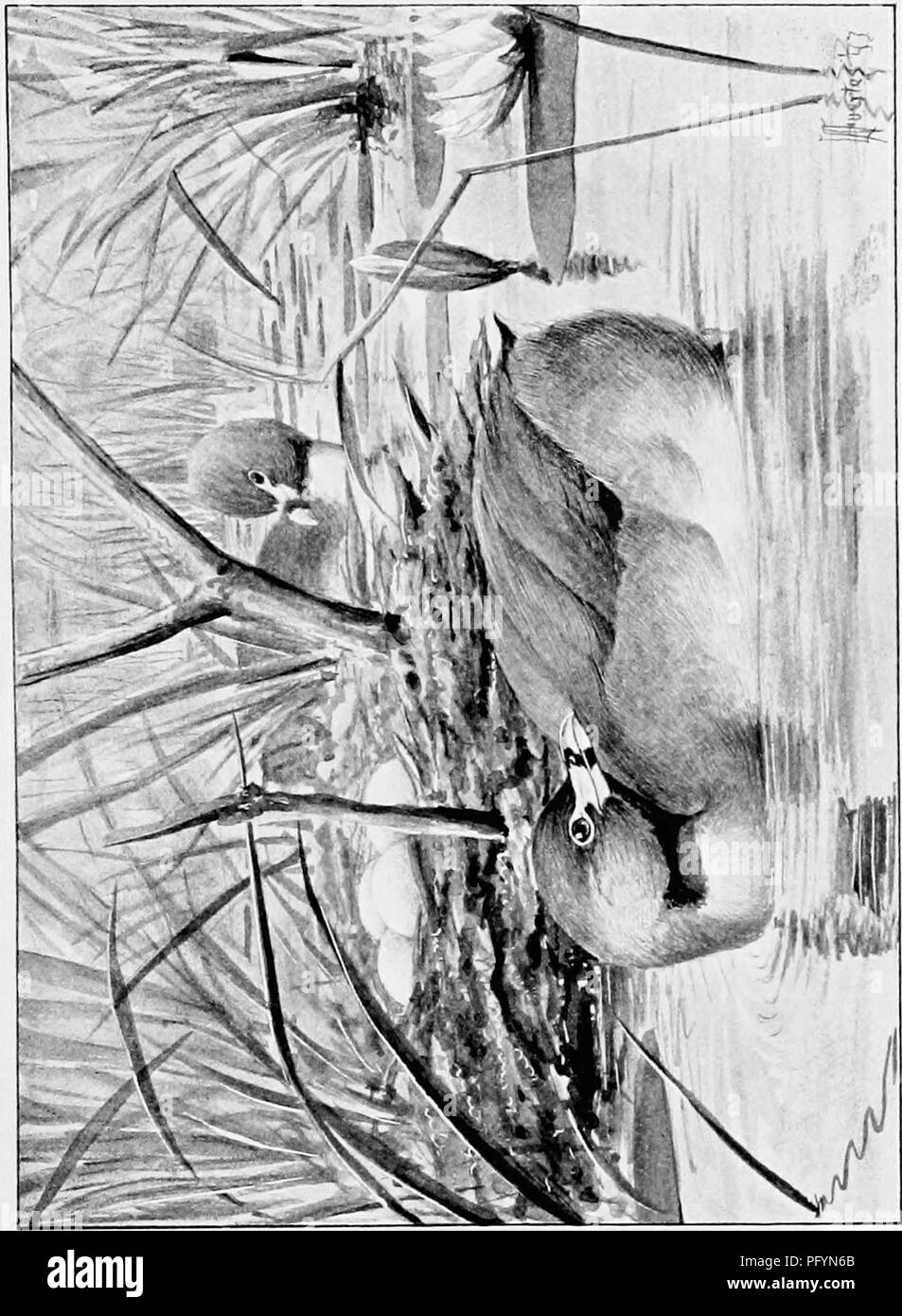 . Song birds and water fowl. Birds; Water birds. . Please note that these images are extracted from scanned page images that may have been digitally enhanced for readability - coloration and appearance of these illustrations may not perfectly resemble the original work.. Parkhurst, Howard Elmore, 1848-1916; Fuertes, Louis Agassiz, 1874-1927. New York, C. Scribner's Sons Stock Photo