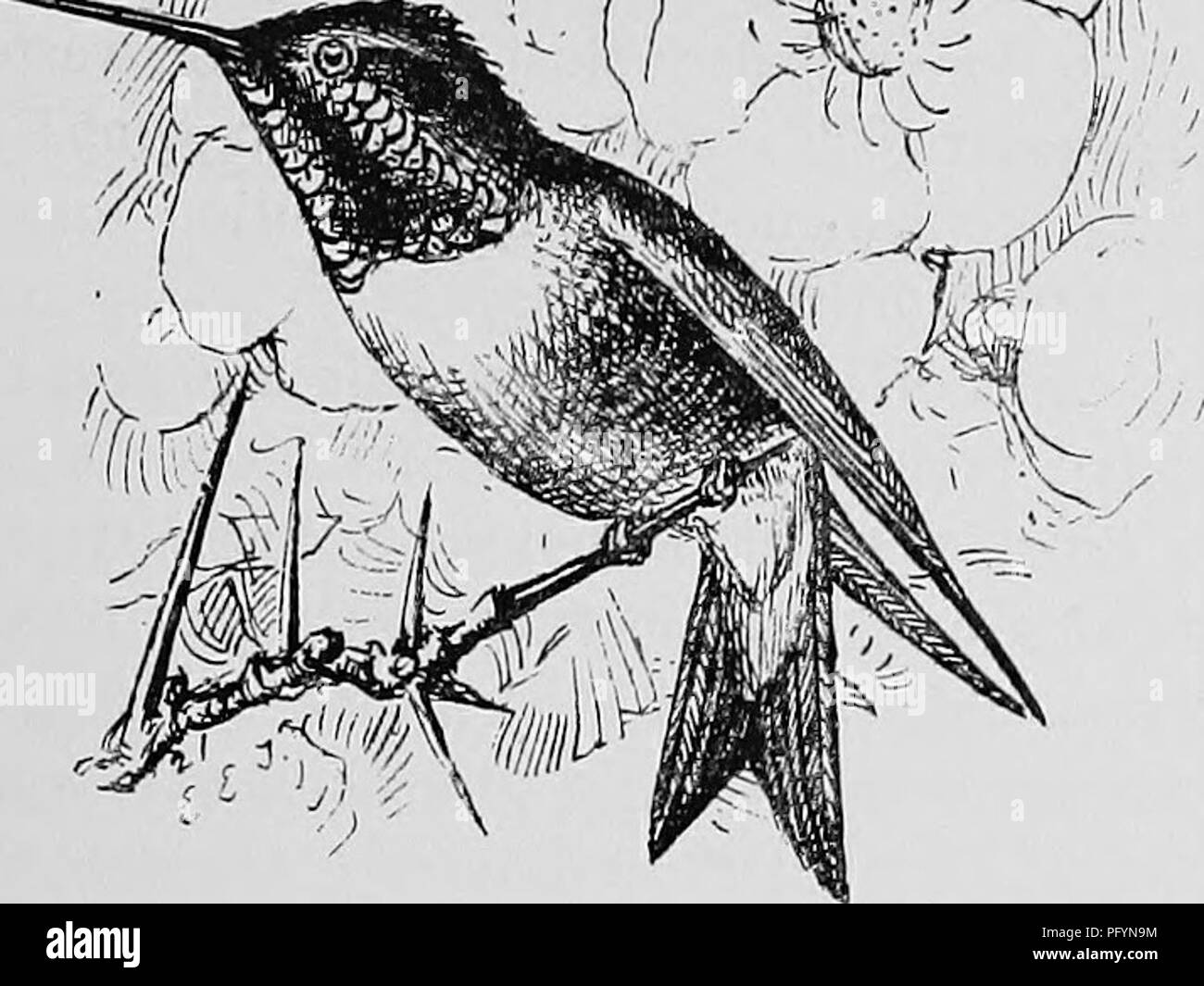 . A popular handbook of the ornithology of the United States and Canada, based on Nuttall's Manual. Birds; Birds. 'M // yf(j ^. ^ ^^.^^. RUBY-THROATED HUMMING BIRD. Trochilus colubris. Char. Above, metallic green; wings and tail brownish violet or bronzy; chin velvety black ; throat rich ruby, reflecting various hues from brownish black to bright crimson ; belly whitish. Female and young without red on the throat, which is dull gray; tail-feathers barred with black and tipped with white. Length 3 to 3X inches. Nest. In an orchard or open woodland; placed on a horizontal branch or in a crotch;  Stock Photo
