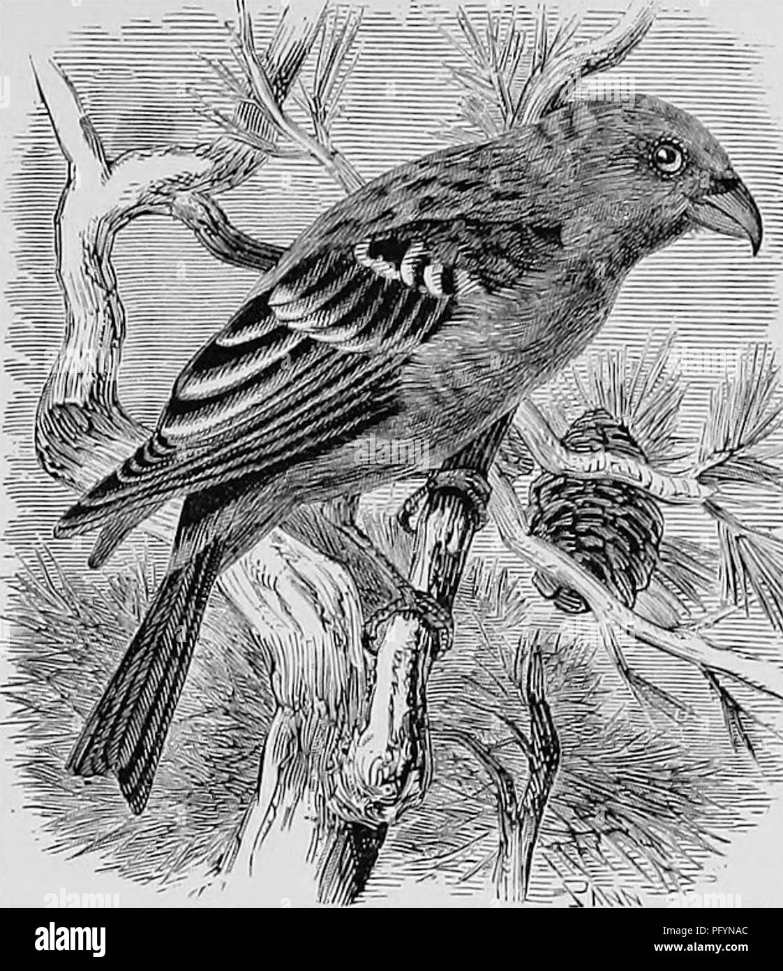 . A popular handbook of the ornithology of the United States and Canada, based on Nuttall's Manual. Birds; Birds. PINE GROSBEAK. PiNICOLA ENUCLEATOR. Char. Male : dark brown and ash washed with rosy carmine ; wings with two white bands. Female and young male have no red ; head and rump bronze. Length 8^ to 9 inches. Nest. On the border of a swamp or the margin of a stream running through an evergreen forest; saddled on a low branch or in a crotch of a low bush, or placed in a crevice of a rock. A bulky, ill-made affair of moss, or twigs and roots or strips of bark, and lined with fine grass, r Stock Photo