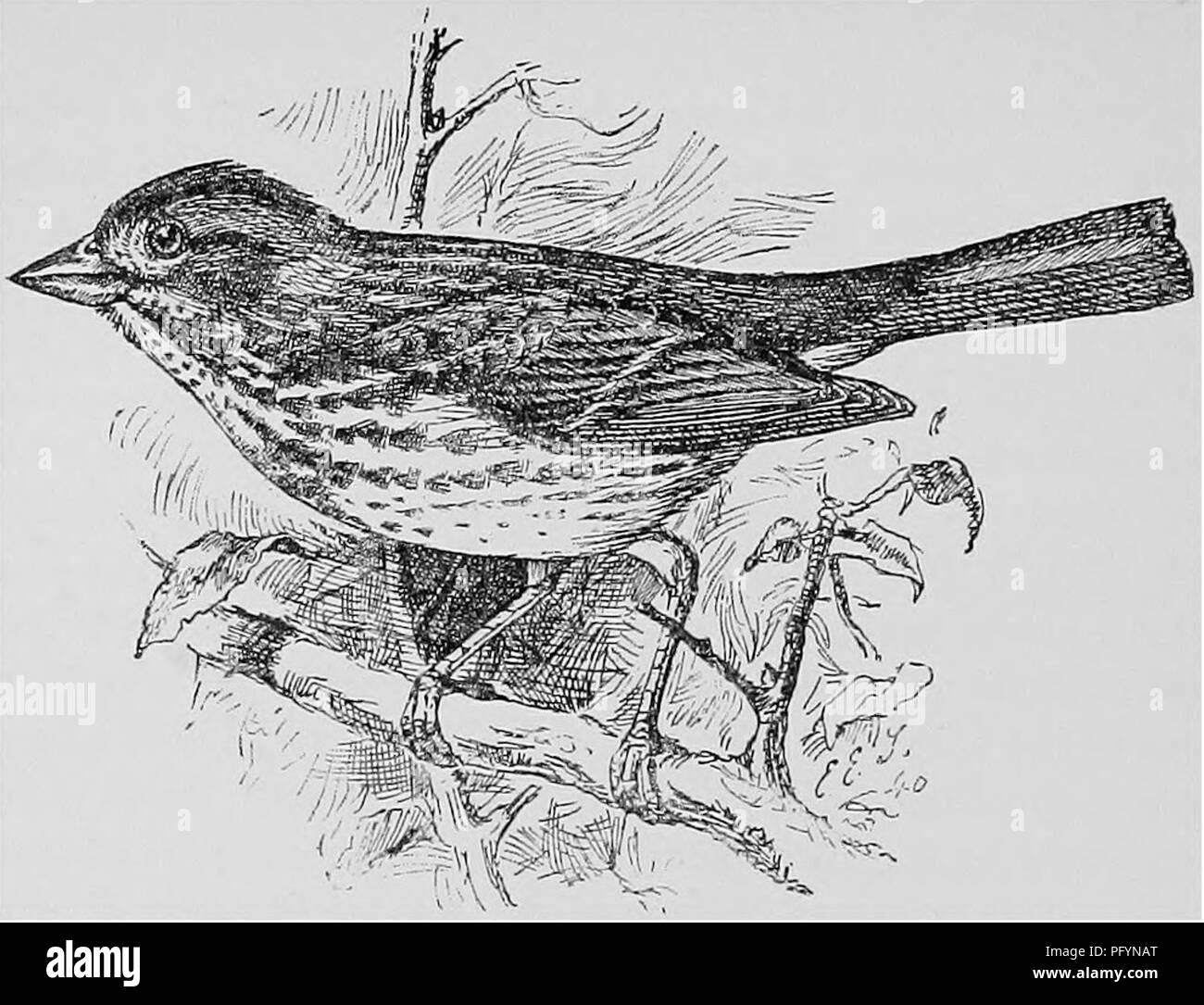 . A popular handbook of the ornithology of the United States and Canada, based on Nuttall's Manual. Birds; Birds. FOX SPARROW. Passerella iliaca. Char. Above, foxy red (brightest on wings and rump) streaked with ash (in winter the ash is sometimes obscure); head and tail without strealcs; wings with two white bars ; below, white spotted with red. Length about 7 inches. Nest. Amid moss, or on a low bush ; composed of grass and moss, lined with grass, roots, and feathers. Eggs. 4-5; white with green or blue tinge, spotted and blotched with brown of several shades (sometimes the brown almost conc Stock Photo
