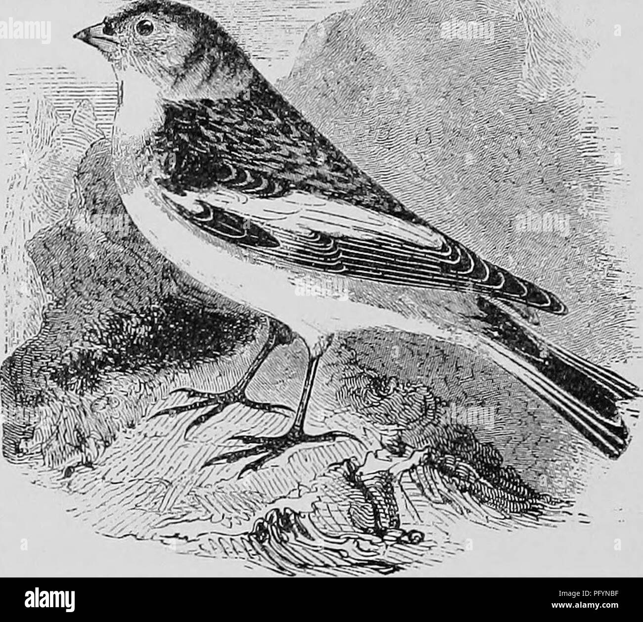 . A popular handbook of the ornithology of the United States and Canada, based on Nuttall's Manual. Birds; Birds. SNOWFLAKE. snow bunting. white snow bird. Plectrophenax nivalis. Char. In summer, prevailing color white; middle of back, wings, and tail mixed with black. In autumn the dark color is extended, the black being broadly margined with tawny brown, which gradually becomes white as winter advances. Length about 6% inches. Nest. On a barren hillside, under shelter of a rock or in a stone heap, sometimes in cavity of a sand-bank; compactly built of dry grass, plant stems, and moss, lined  Stock Photo